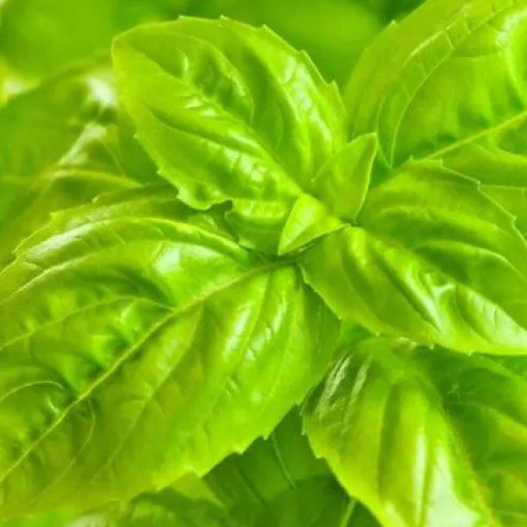 Базилік ‘Consul F1’ зелений (Ocimum basilicum)