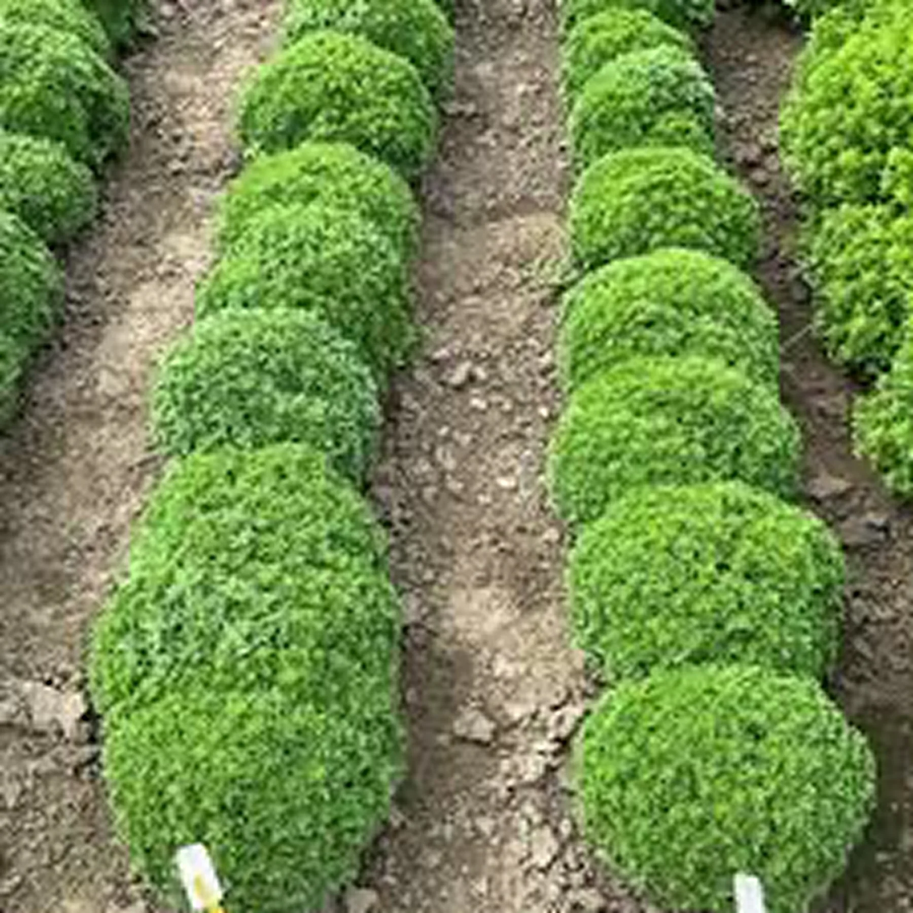 Базилік ‘Маркіз’ дрібнолистий (Ocimum basilicum)