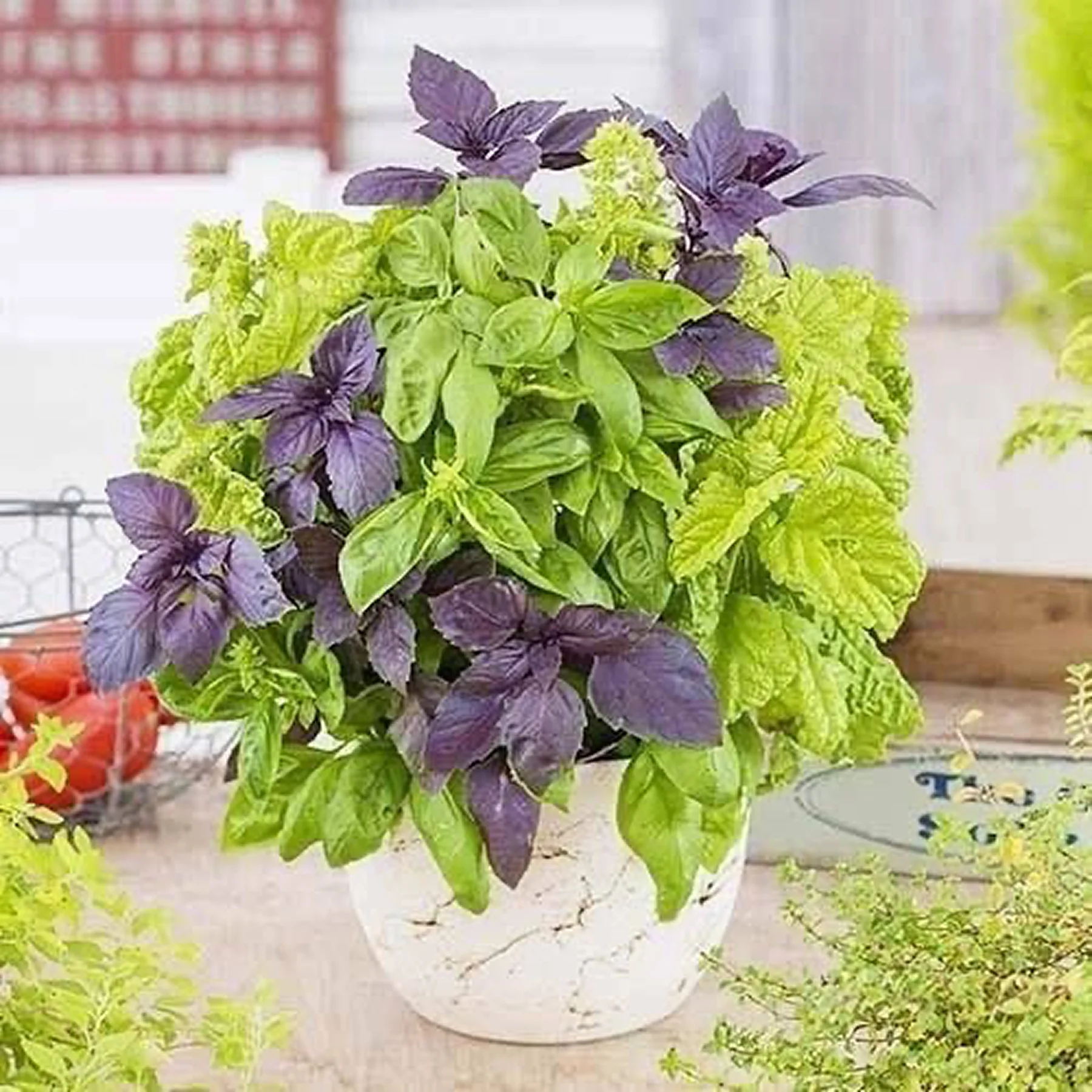 Базилік ‘Парфюм’ (суміш сортів) (Ocimum basilicum)