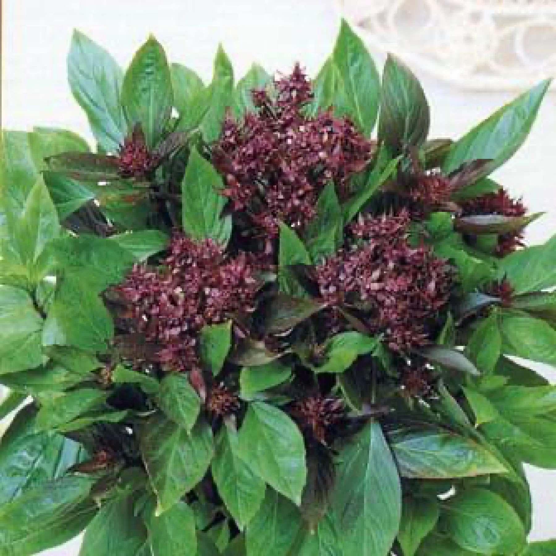 Базилік ‘Тайська королева’ (Thai Queen)