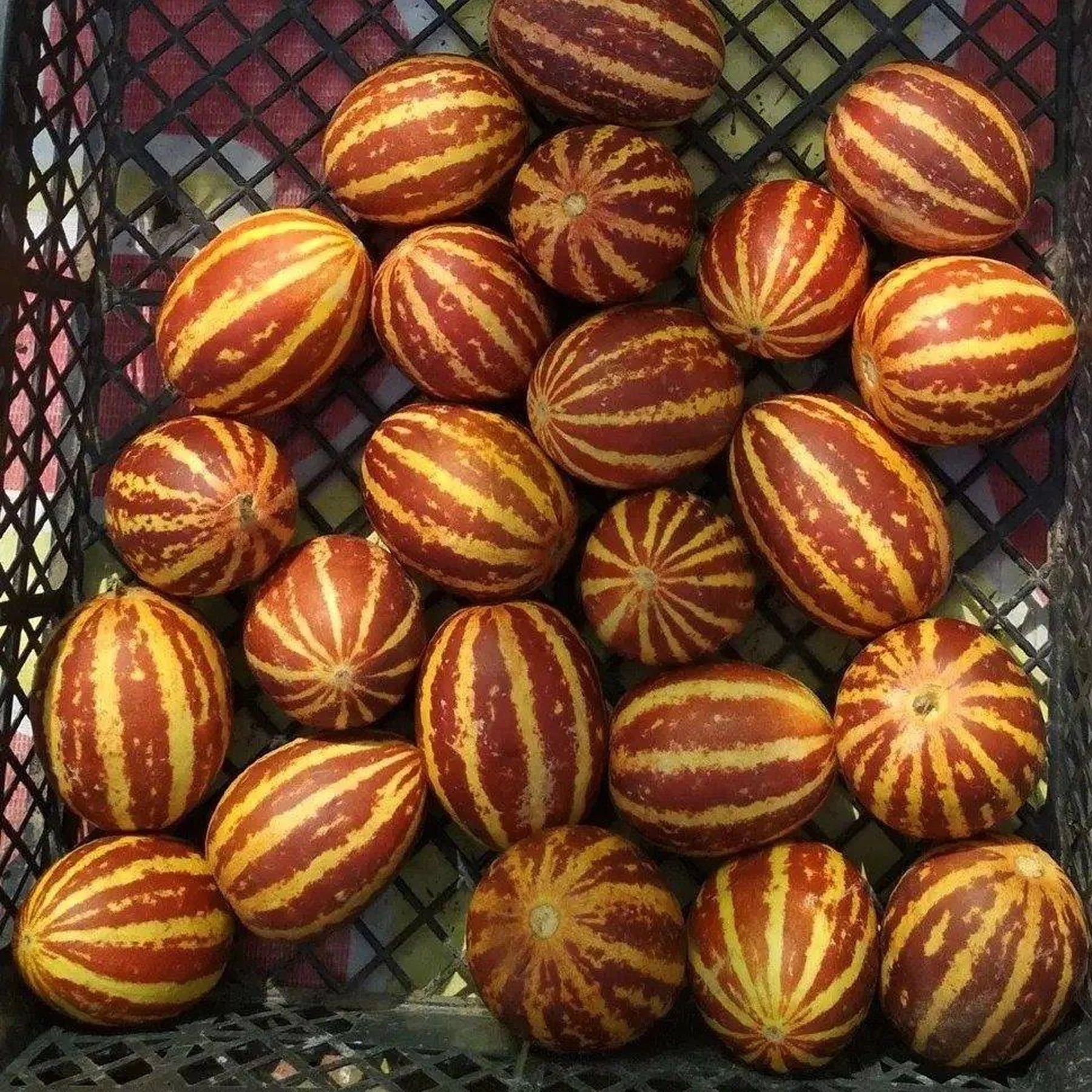 Бебі-диня ‘Pineapple’