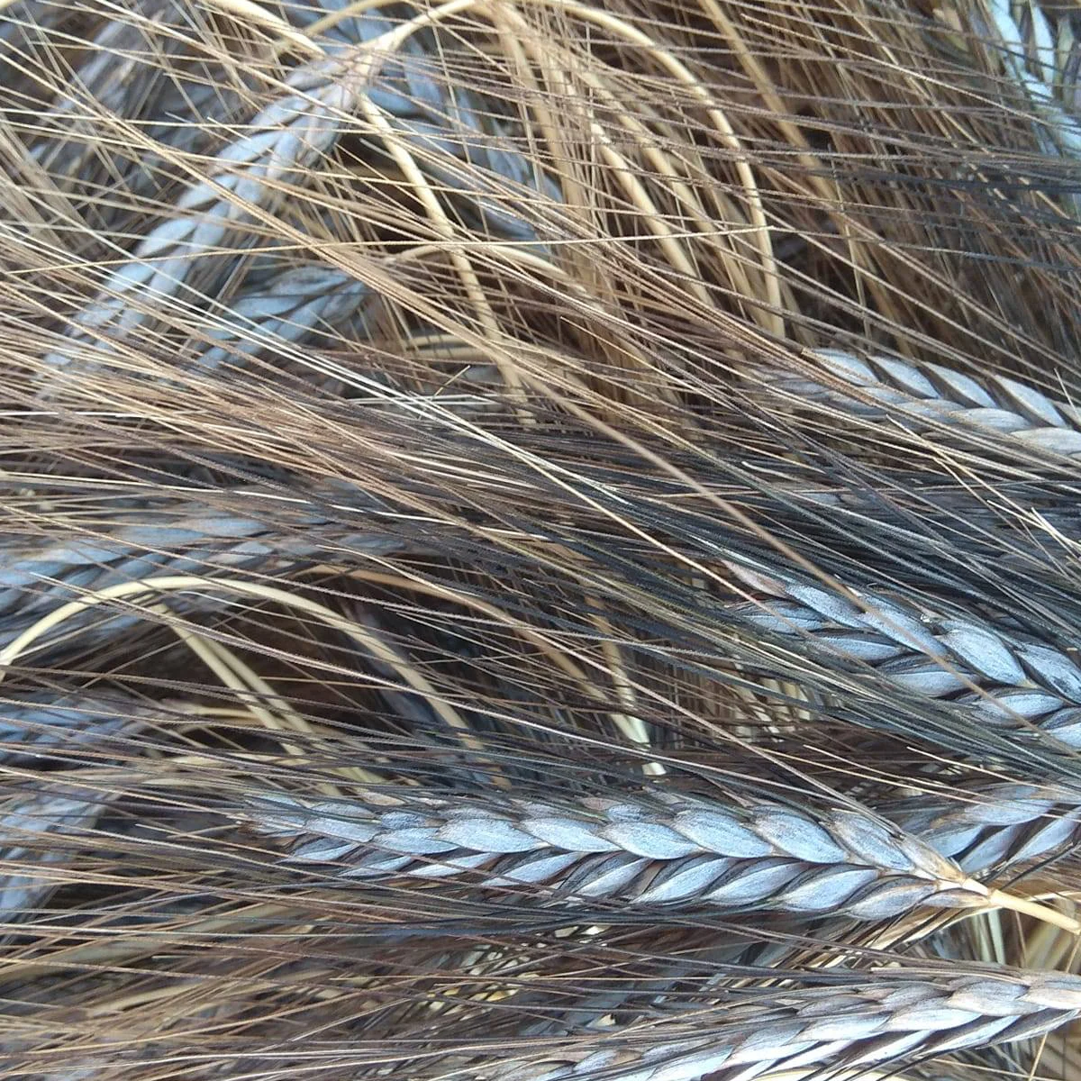 Блакитна пшениця ‘Utrecht Blue’ (Wheat)