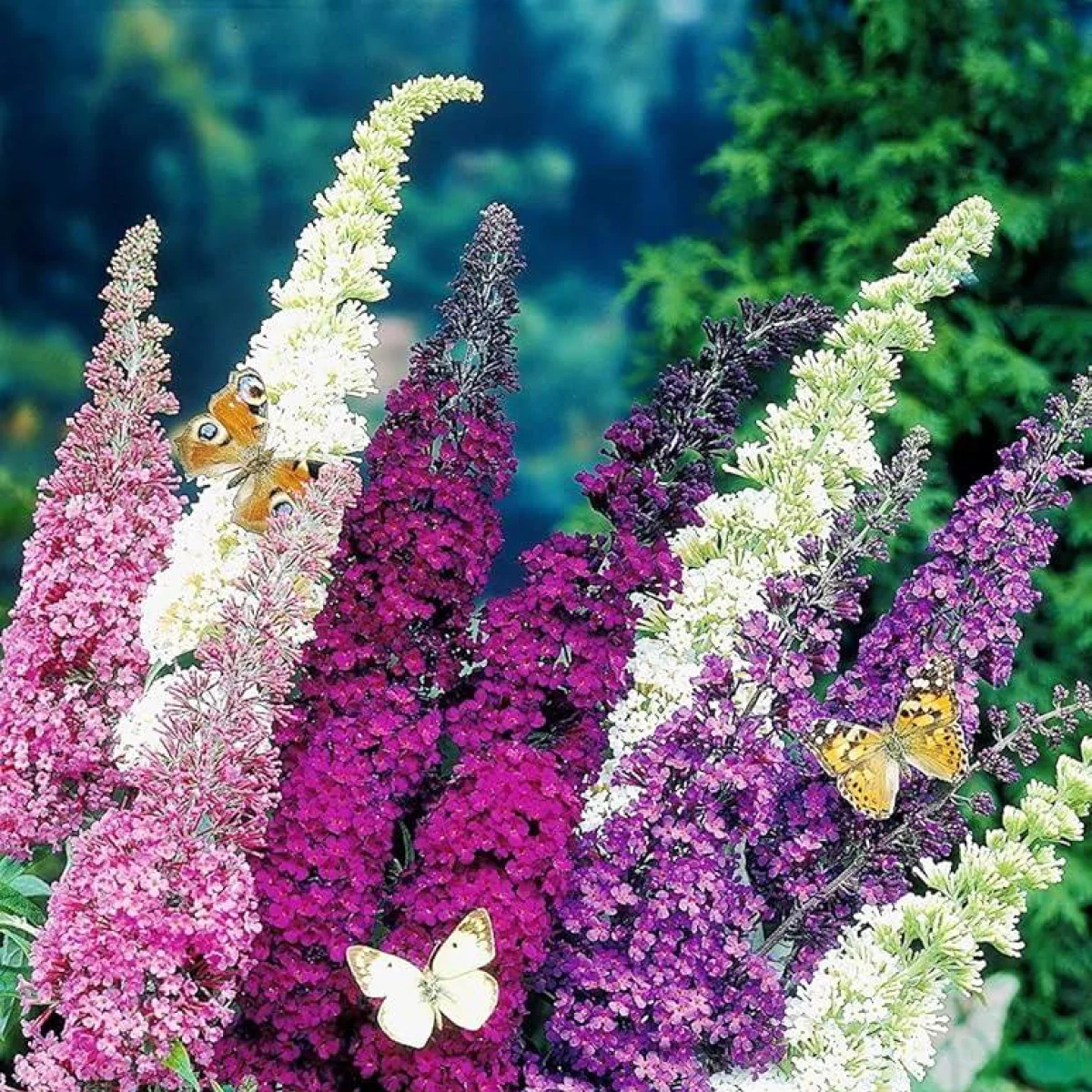 Будлея Давида ‘Butterfly Hybrids’