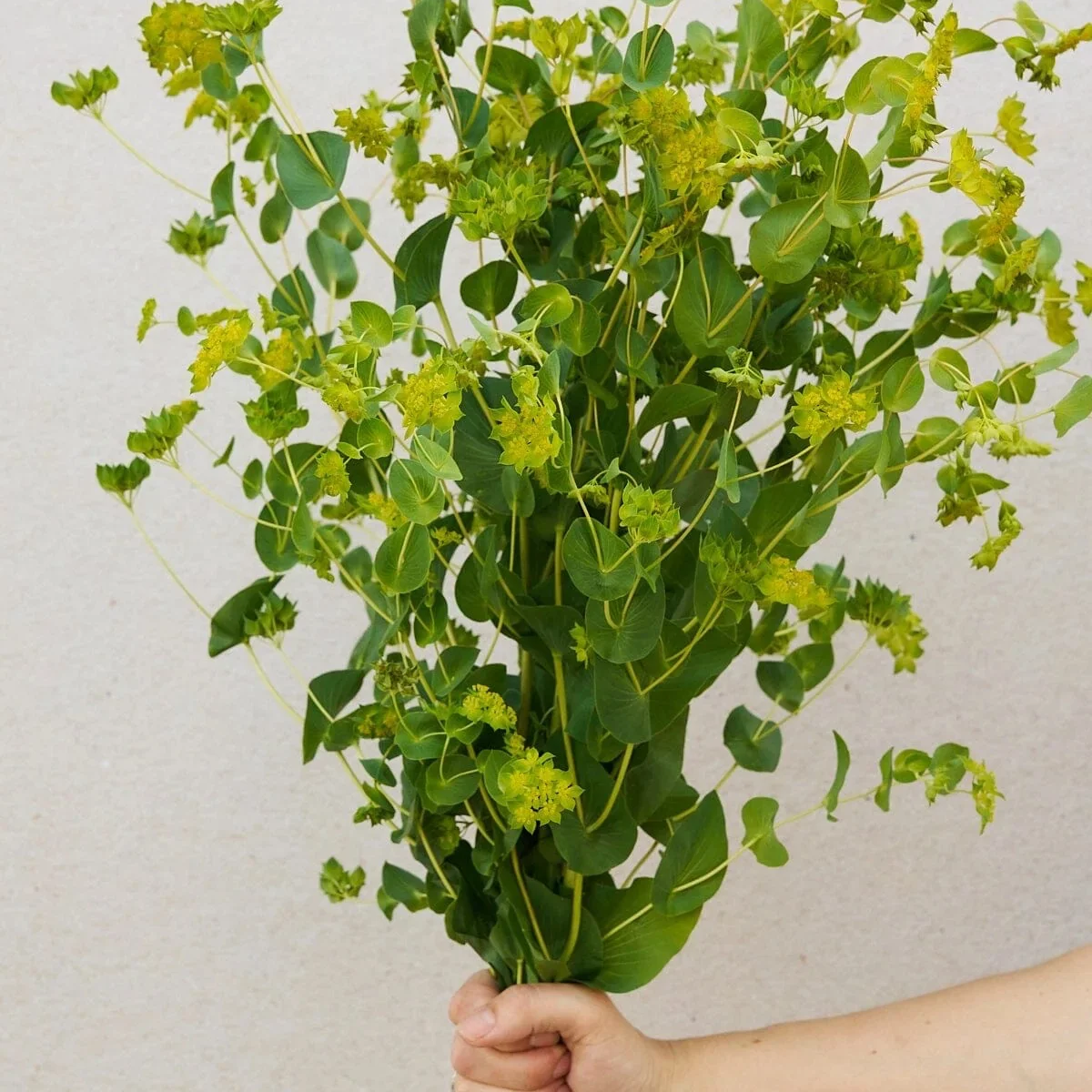 Bupleurum rotundifolium ‘Garibaldi’ (Буплеурум круглолистий)