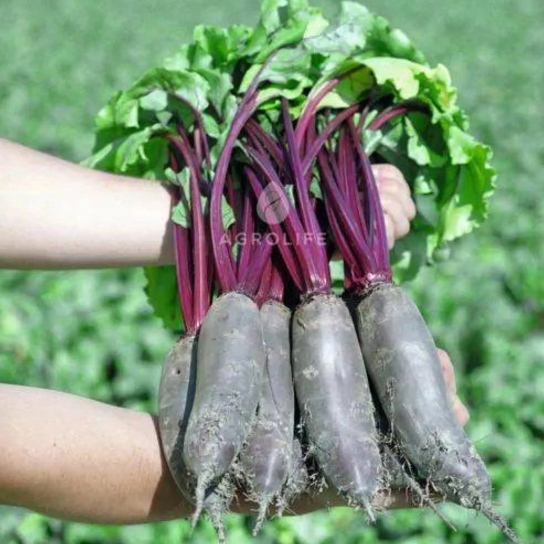 Буряк столовий ‘Taunus F1’ (Beta vulgaris)