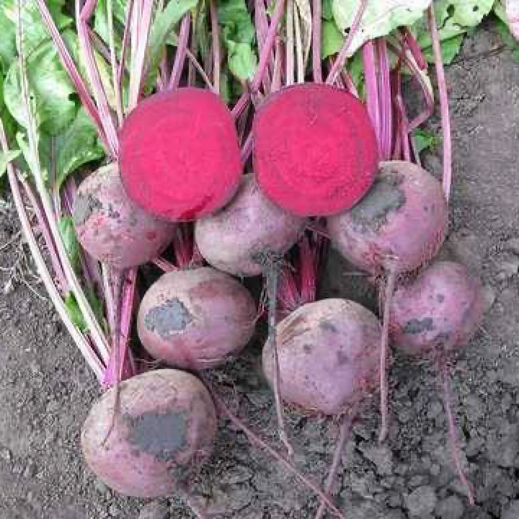 Буряк столовий ‘Zepo F1’ (Beta vulgaris)