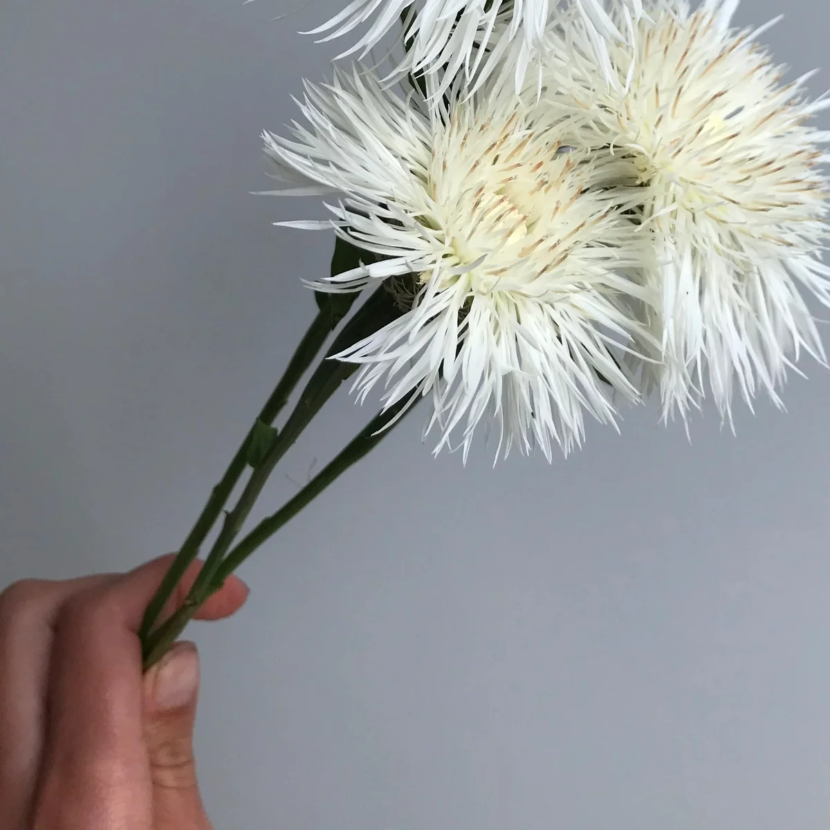 Centaurea americana ‘Aloha Blanca’