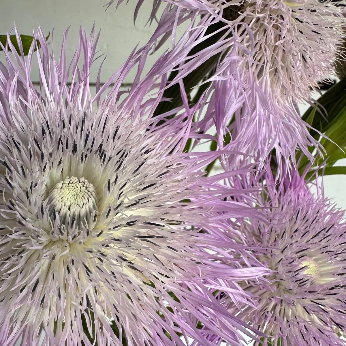 Centaurea americana ‘Aloha Rose’