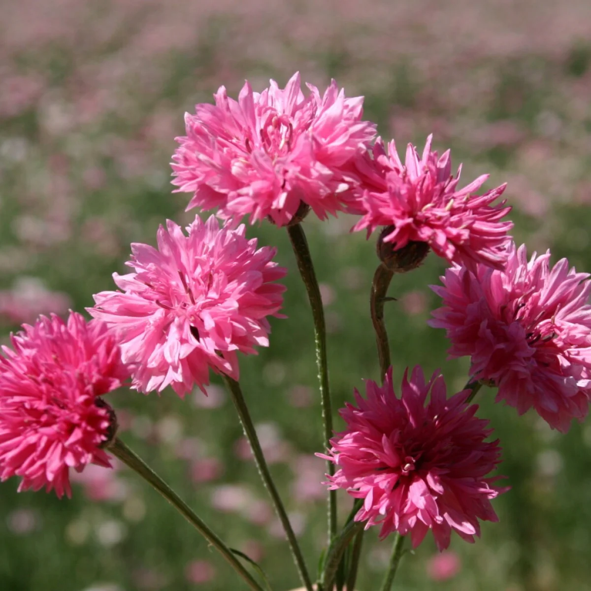 Centaurea cyanus ‘Pinky’