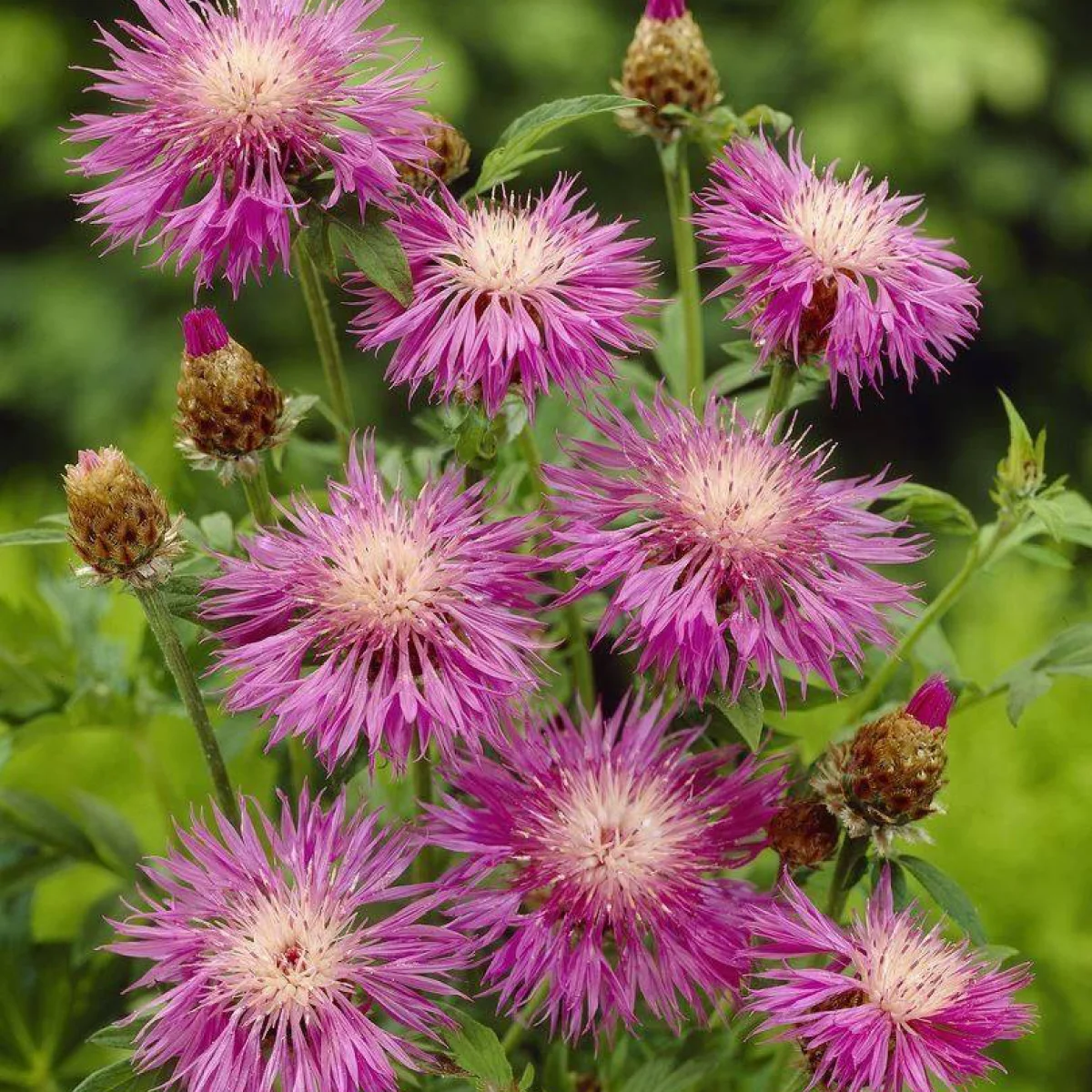 Centaurea dealbata