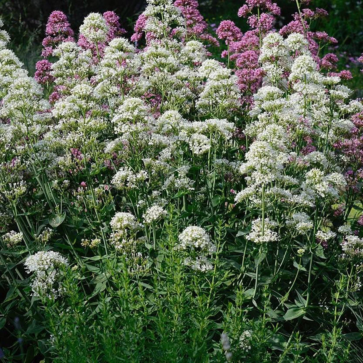 Centranthus ruber ‘Snowcloud’