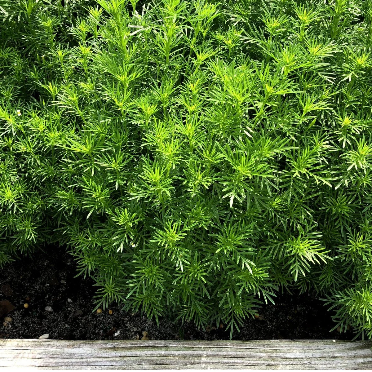 Чорнобривці ‘Dropshot’ (Tagetes filifolia)