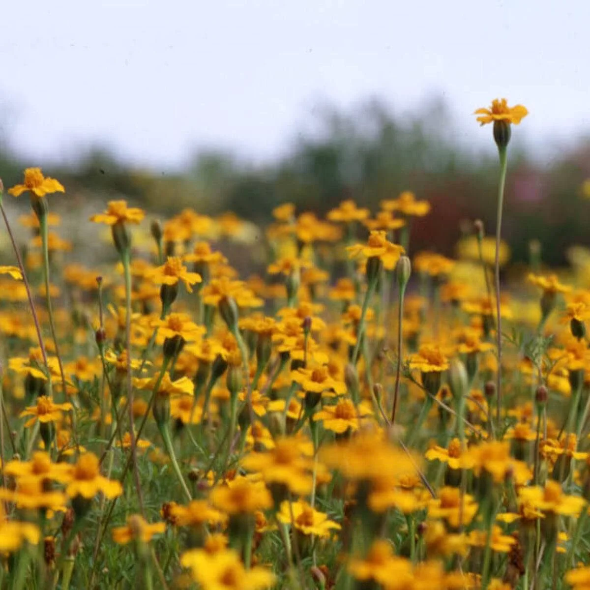 Чорнобривці ‘Ground Control’ (Tagetes patula)