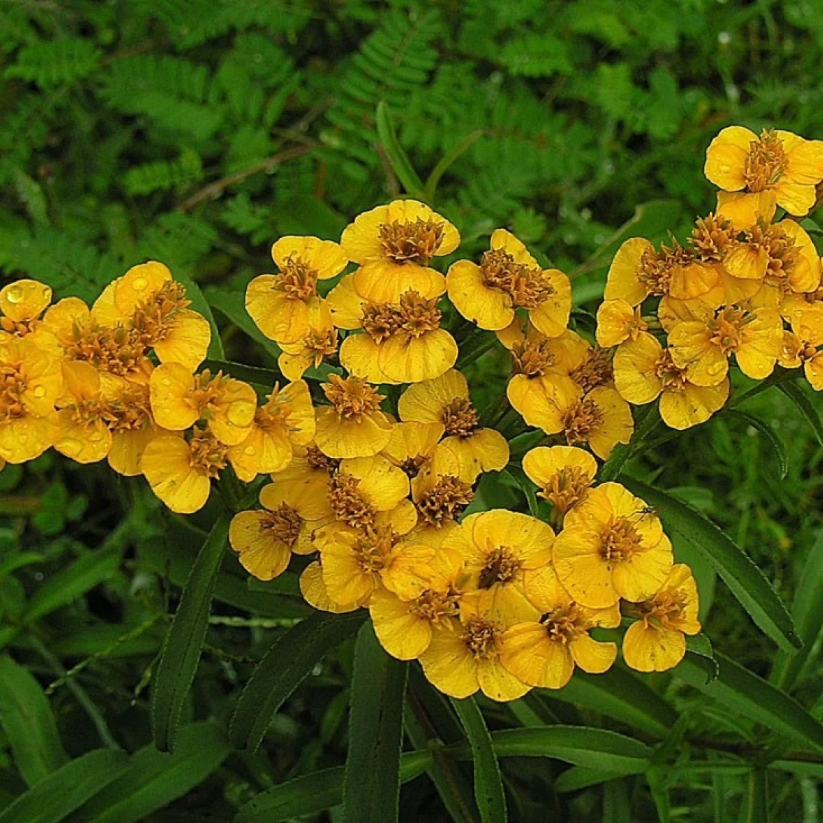 Чорнобривці ‘Lucida’ (Tagetes lucida)