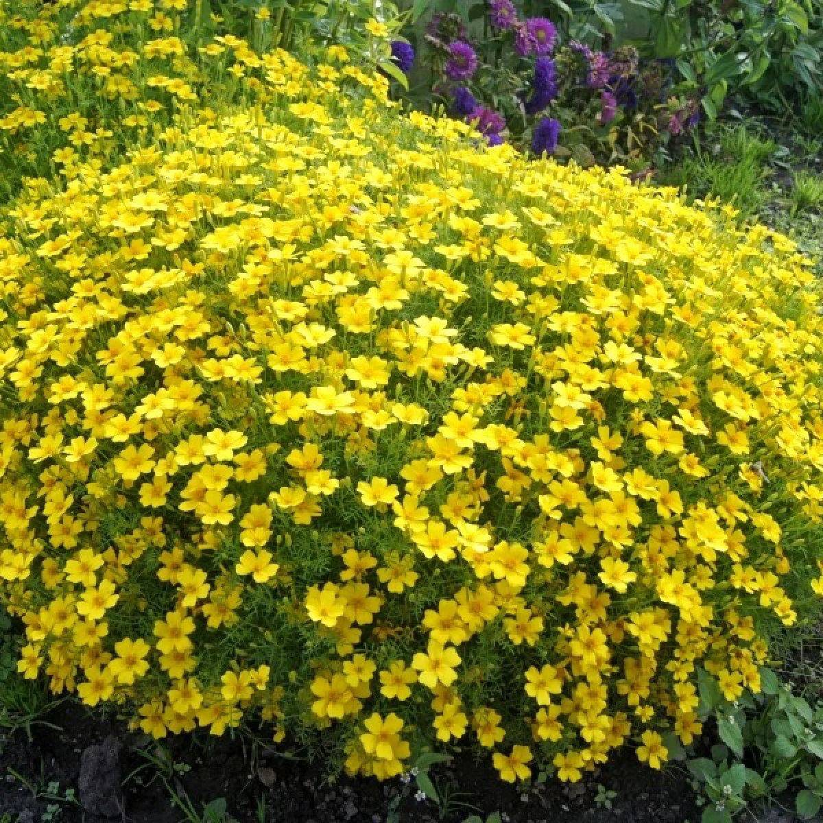 Чорнобривці ‘Lulu’ (Tagetes tenuifolia)