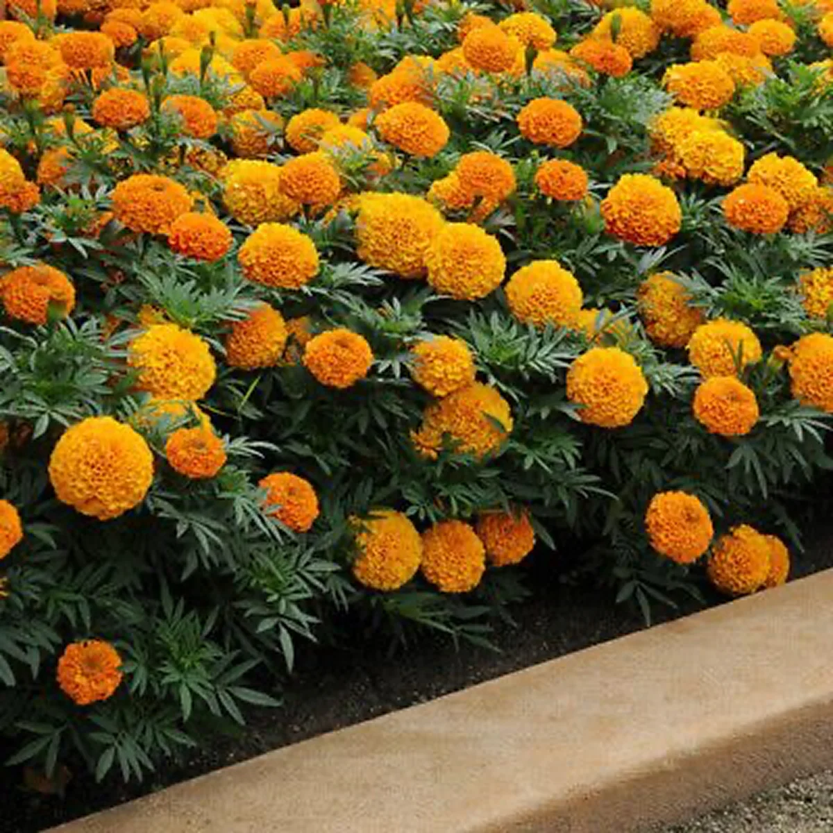 Чорнобривці ‘Sierra Gold’ (Tagetes erecta)