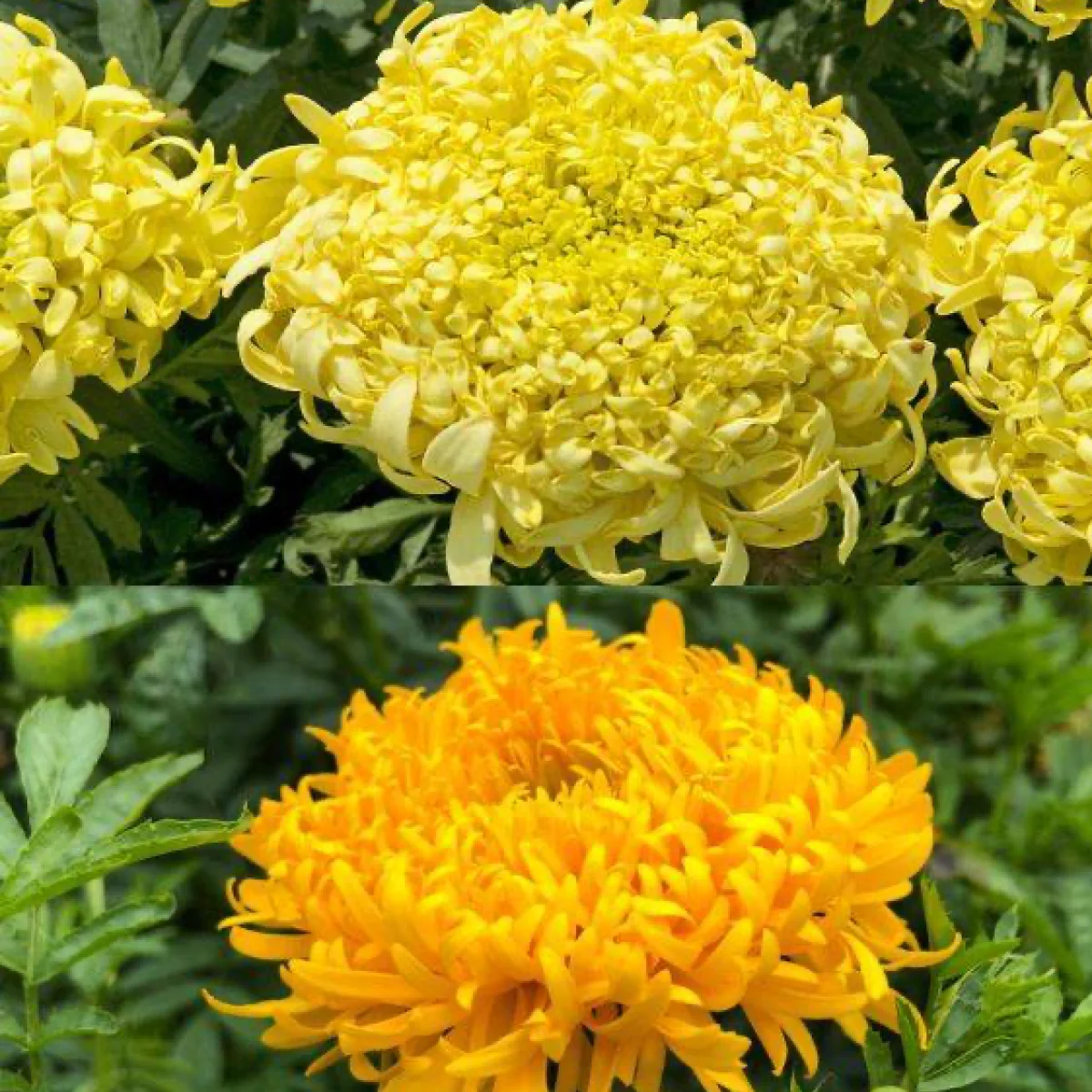 Чорнобривці ‘Spinning Wheels’ (Tagetes erecta)