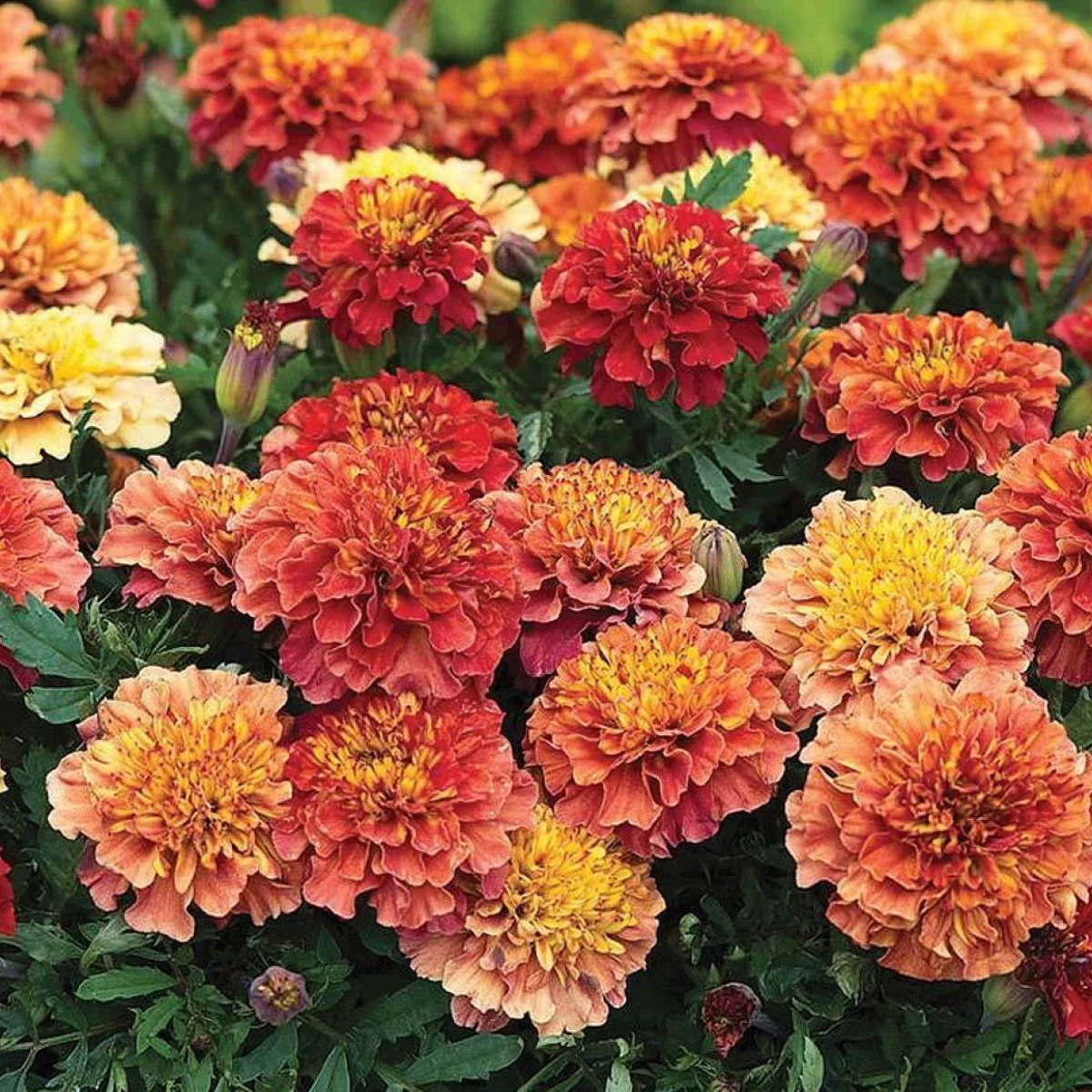 Чорнобривці ‘Strawberry Blonde’ (Tagetes patula)