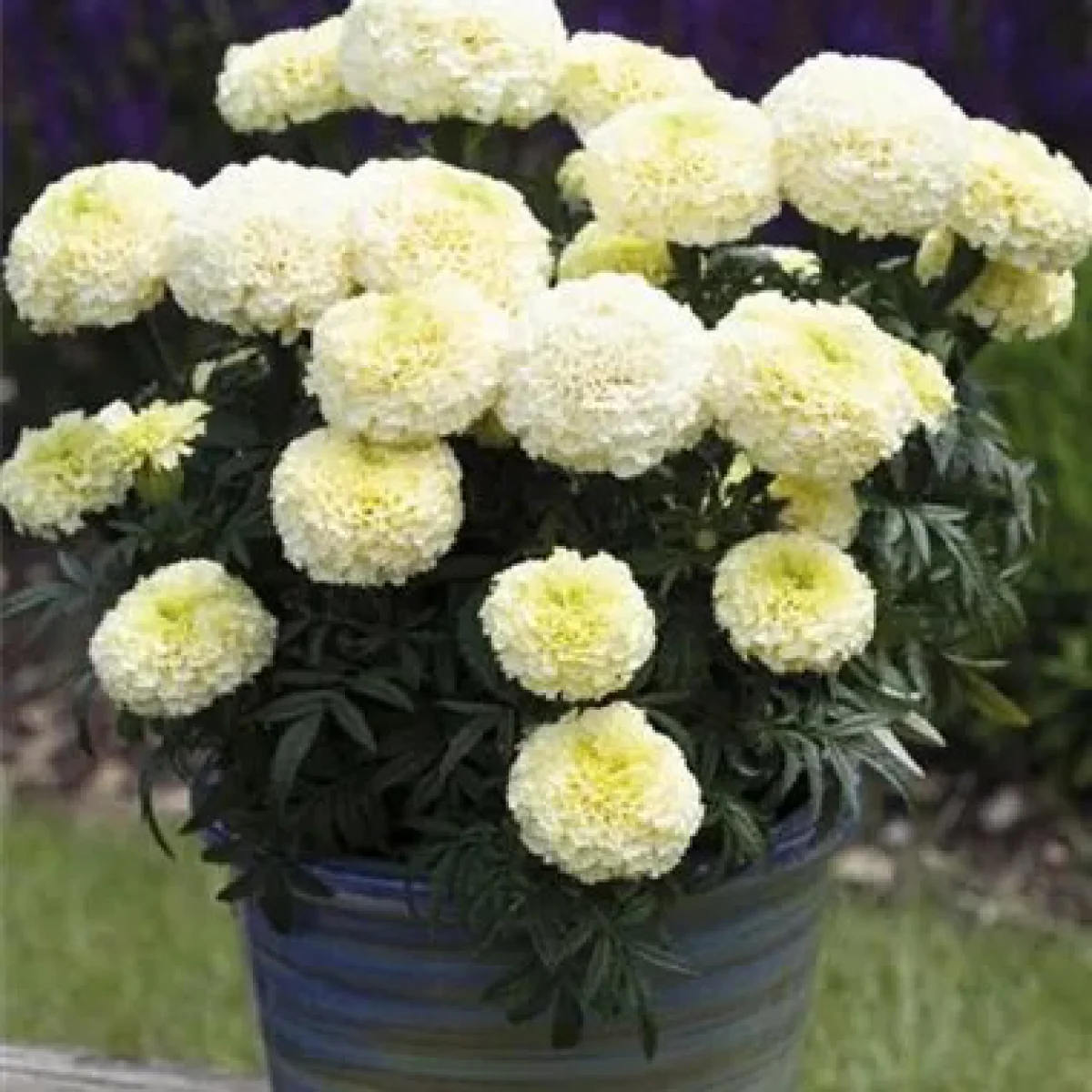 Чорнобривці ‘Vanilla F1’ (Tagetes erecta)