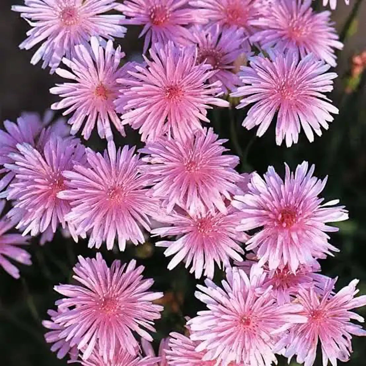 Crepis rubra