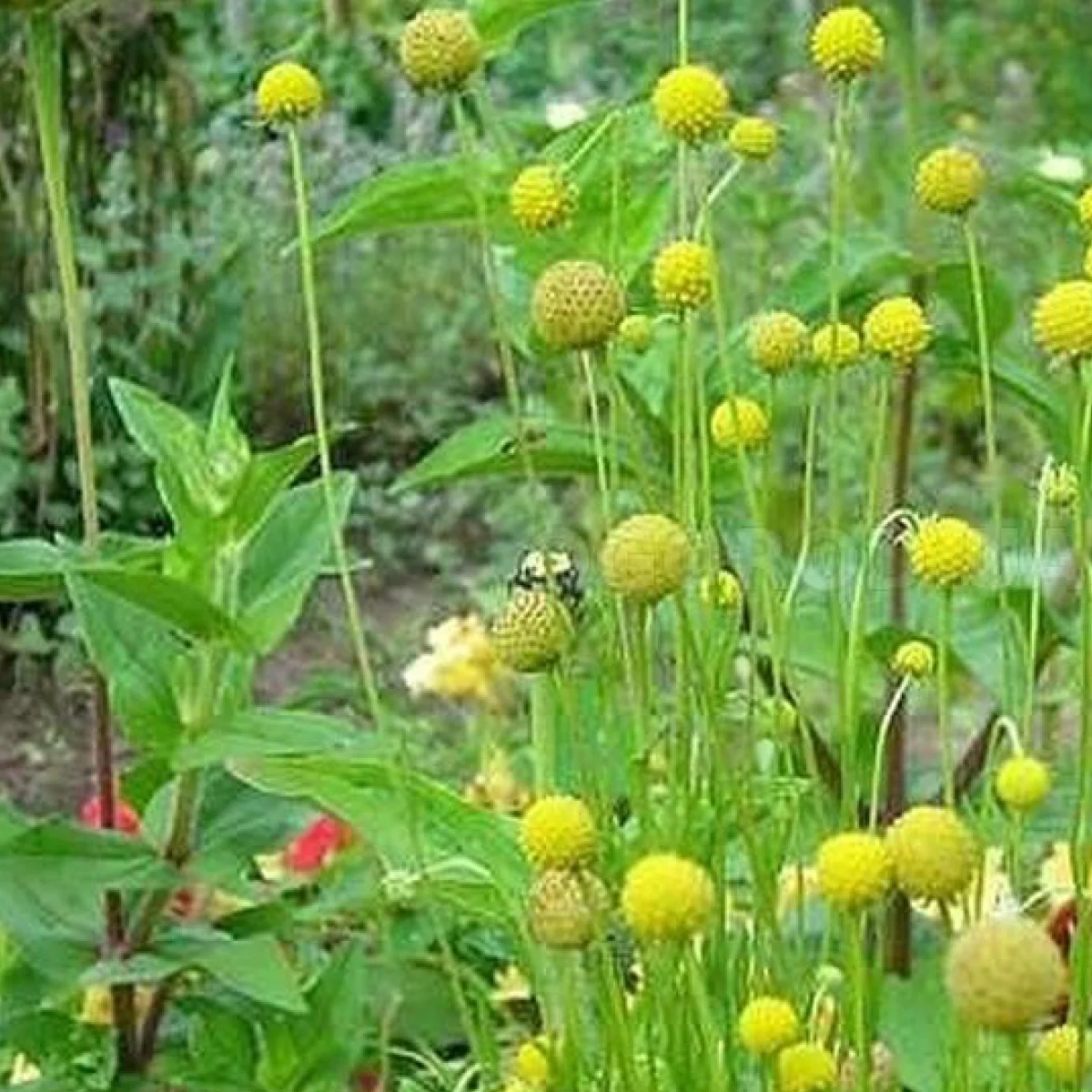 Цефалофора ‘Сунична трава’ (Cephalophora aromatica)