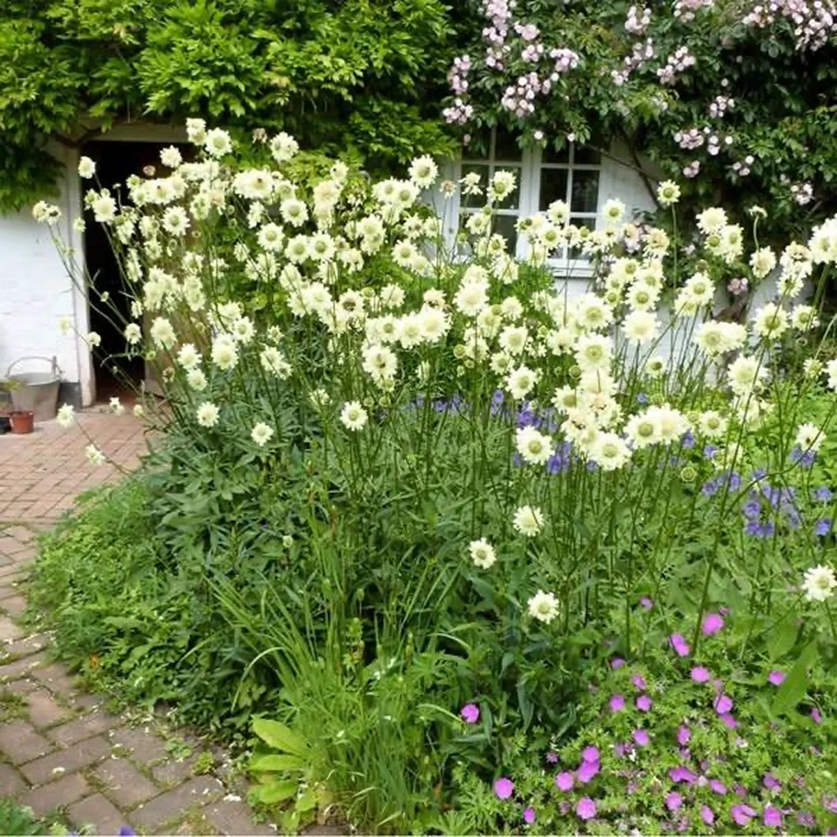 Цефалярія гігантська (Cephalaria gigantea)