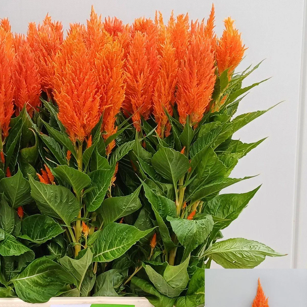 Целозія периста ‘Apricot Brandy’ (Celosia plumosa)