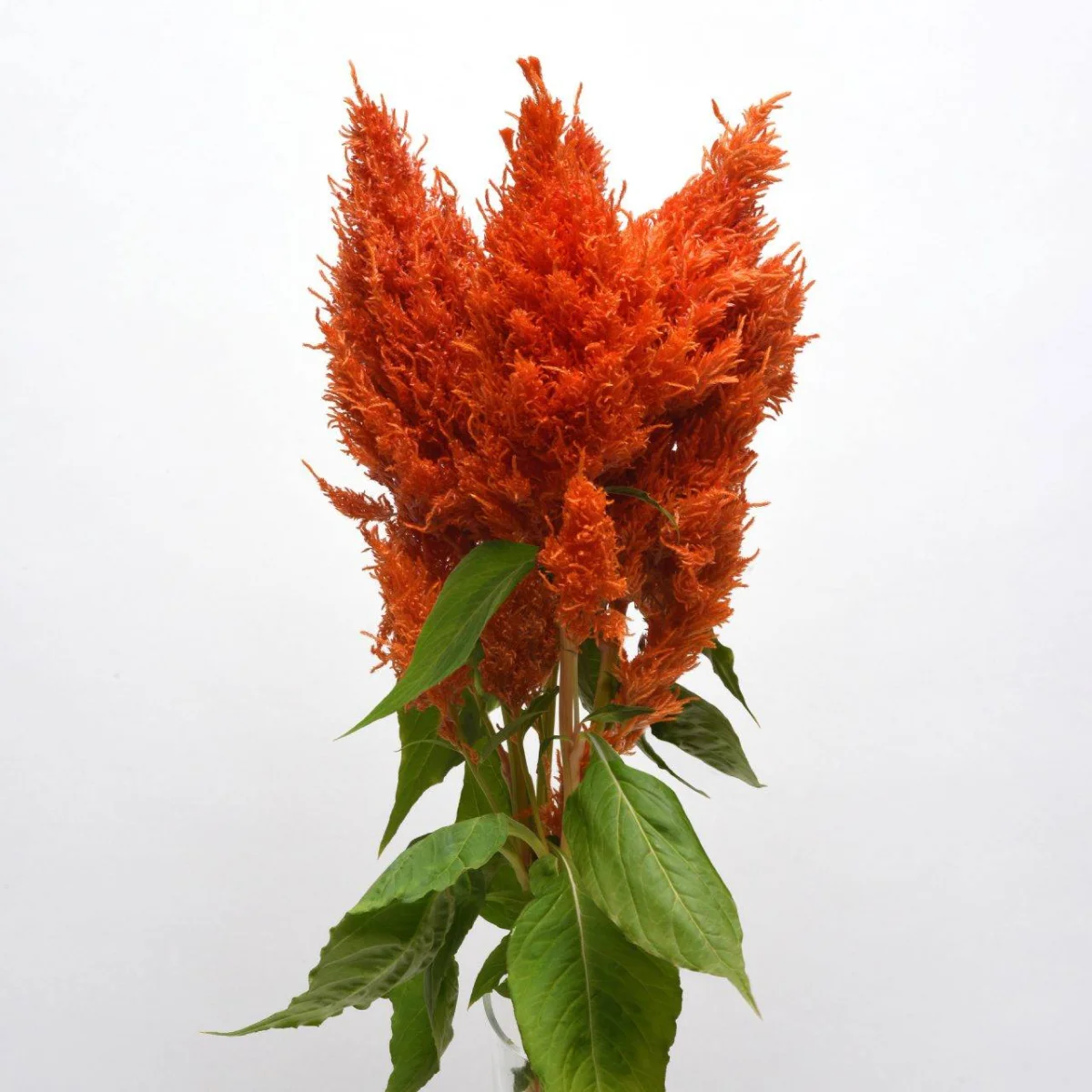 Целозія периста ‘Sunday Orange’ (Celosia plumosa)