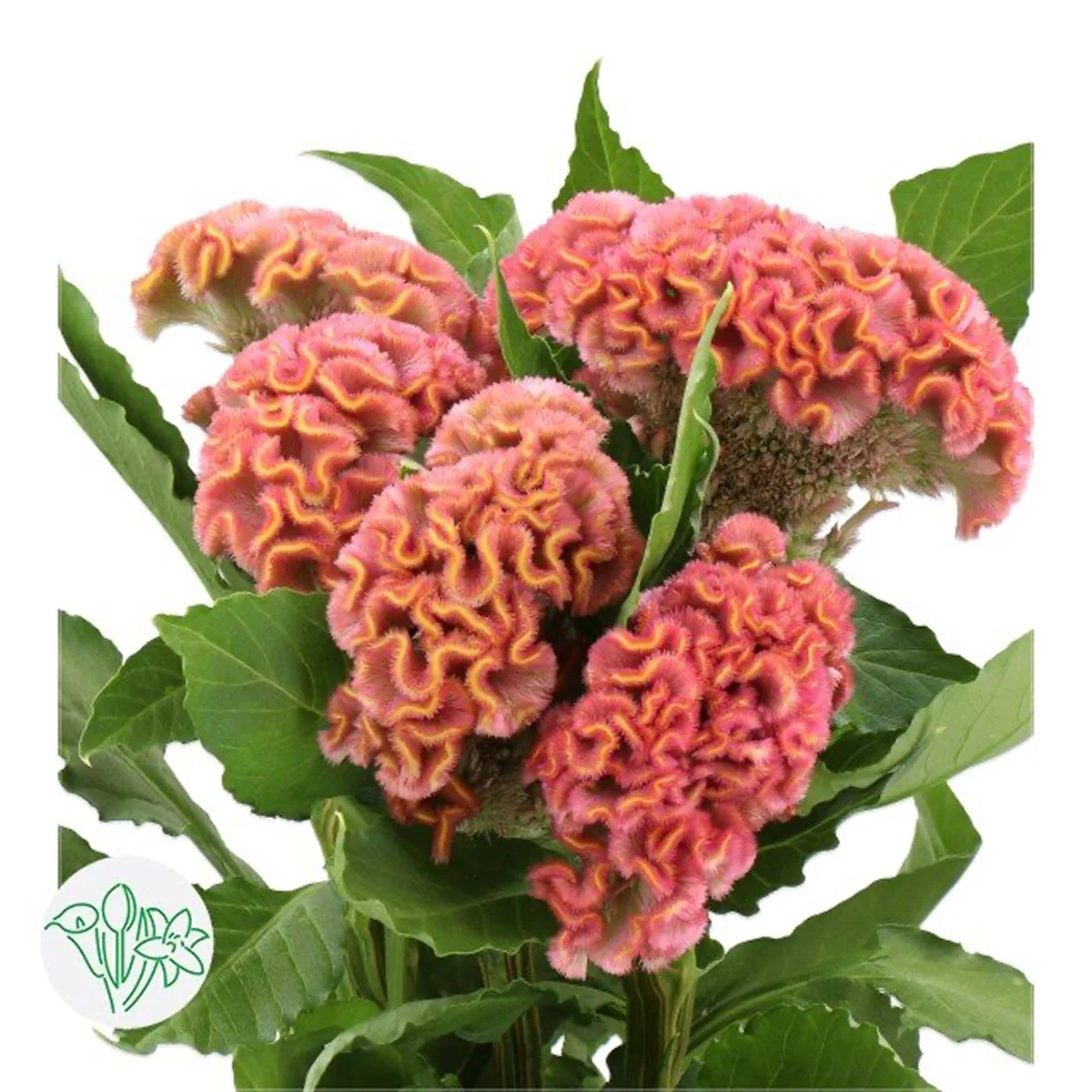Целозія ‘Act Ziva’ (Celosia argentea cristata)