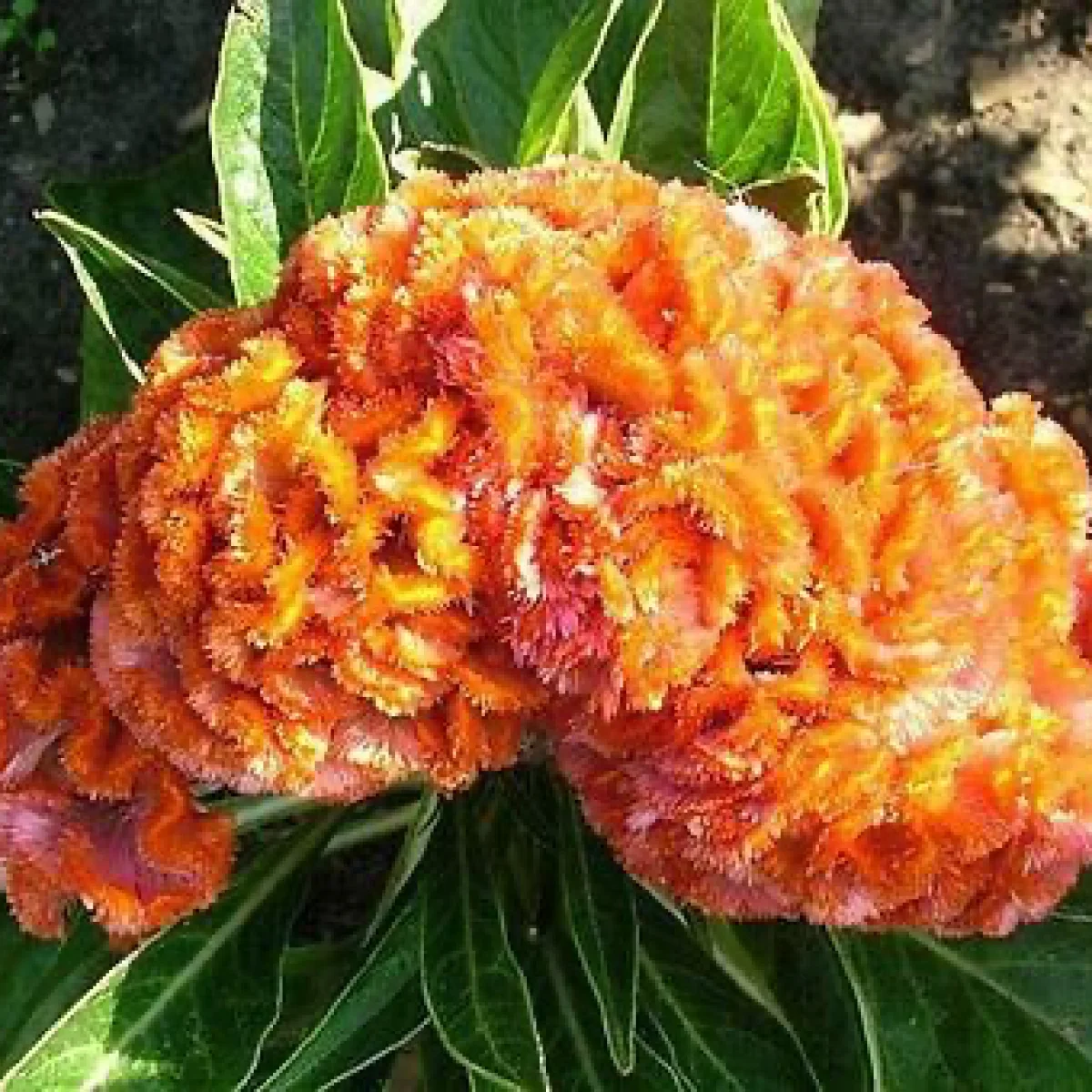 Целозія ‘Armor™ Orange’ (Celosia cristata)