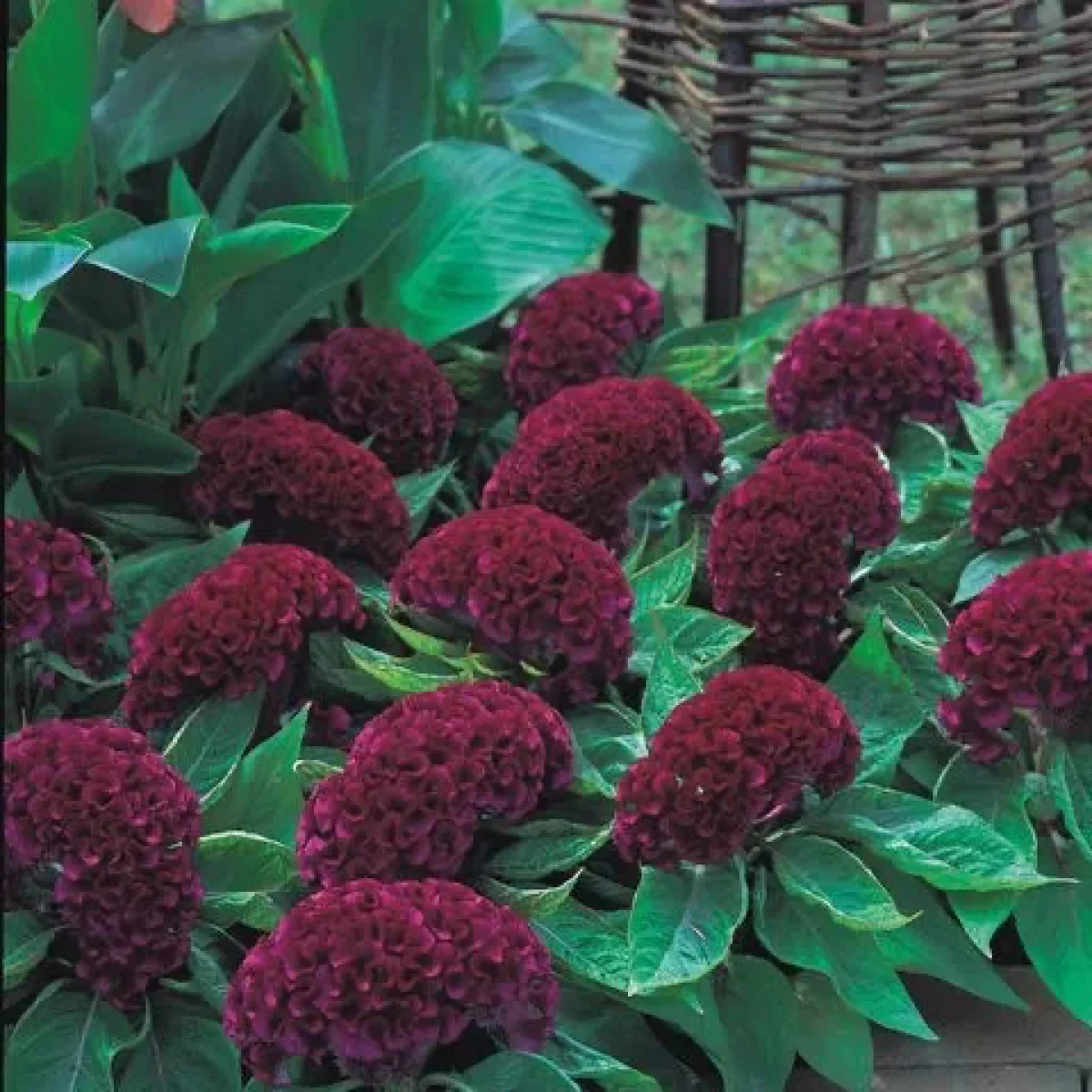 Целозія ‘Armor™ Purple’ (Celosia cristata)