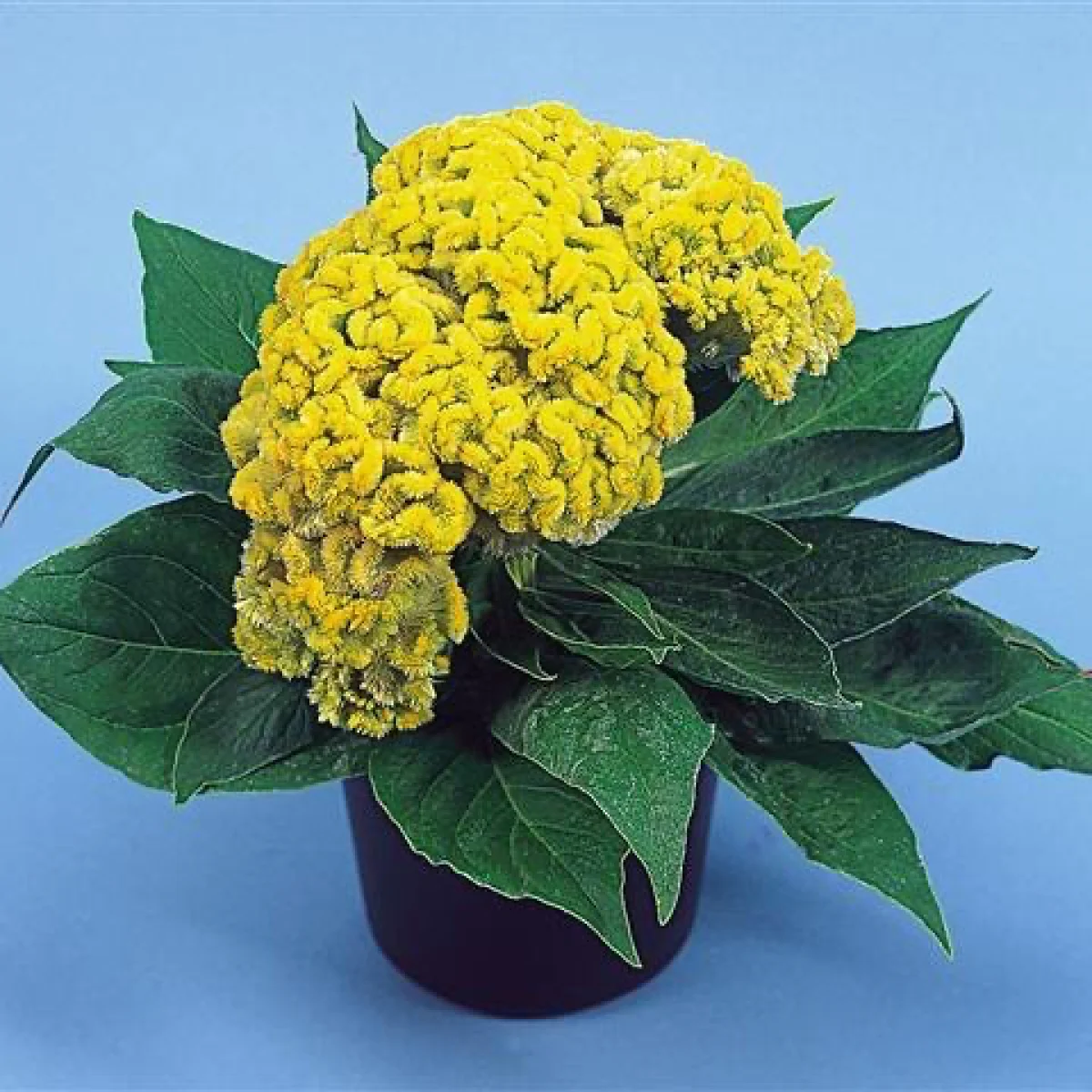 Целозія ‘Armor™ Yellow’ (Celosia cristata)