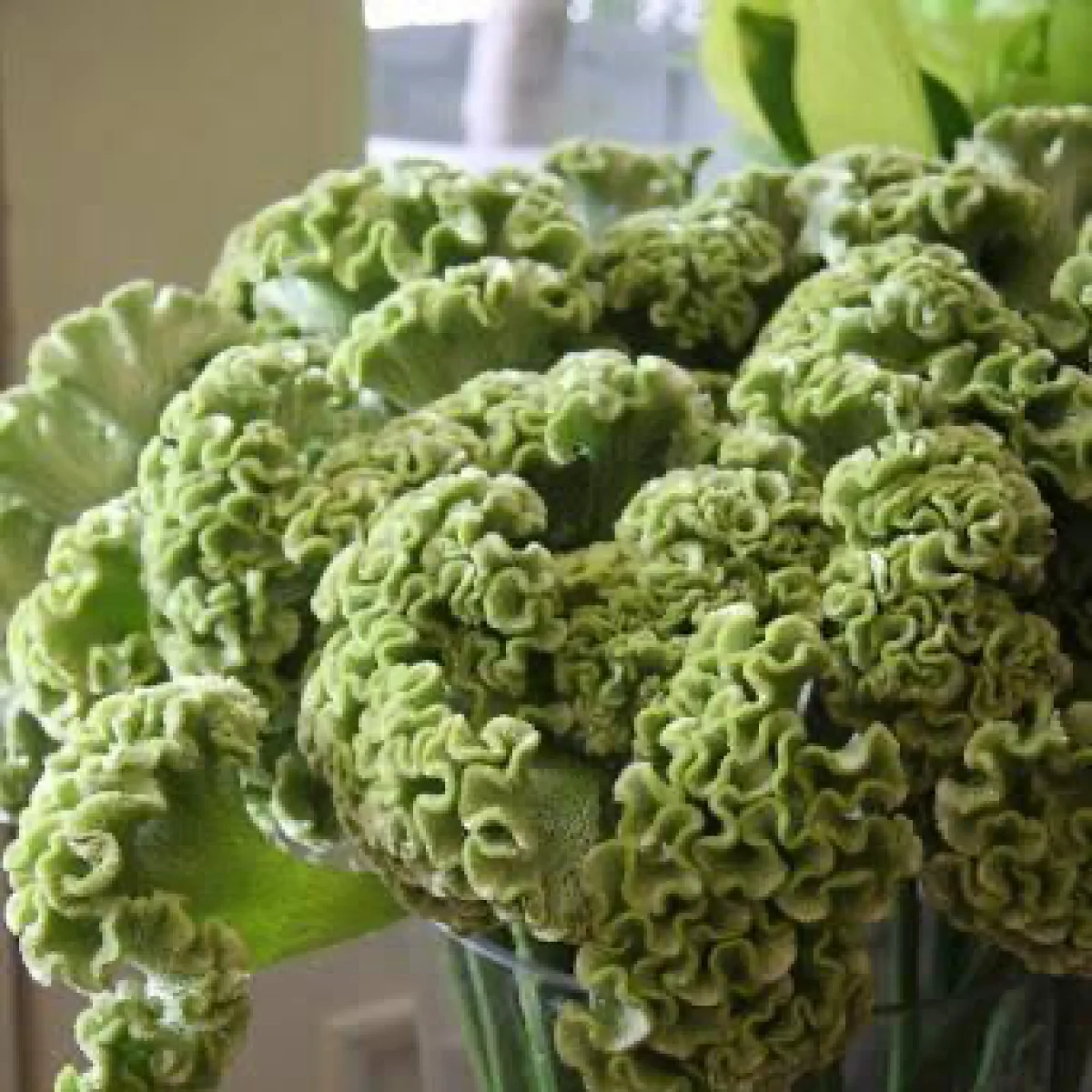 Целозія ‘Bombay Green’ (Celosia cristata)