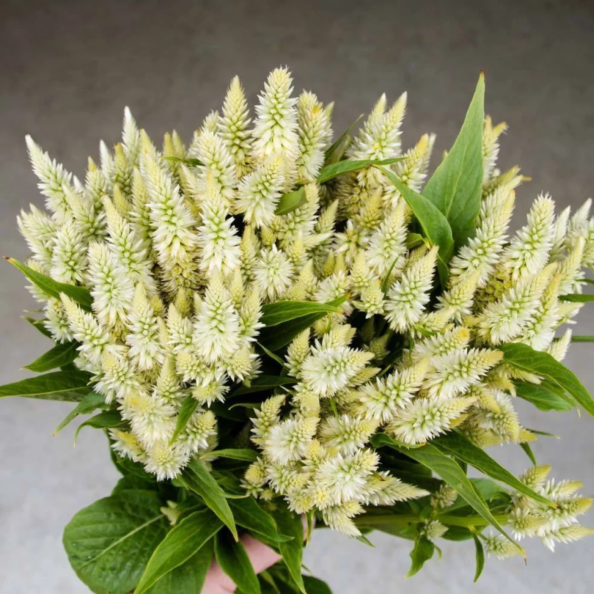 Целозія ‘Celway White’ (Celosia spicata)