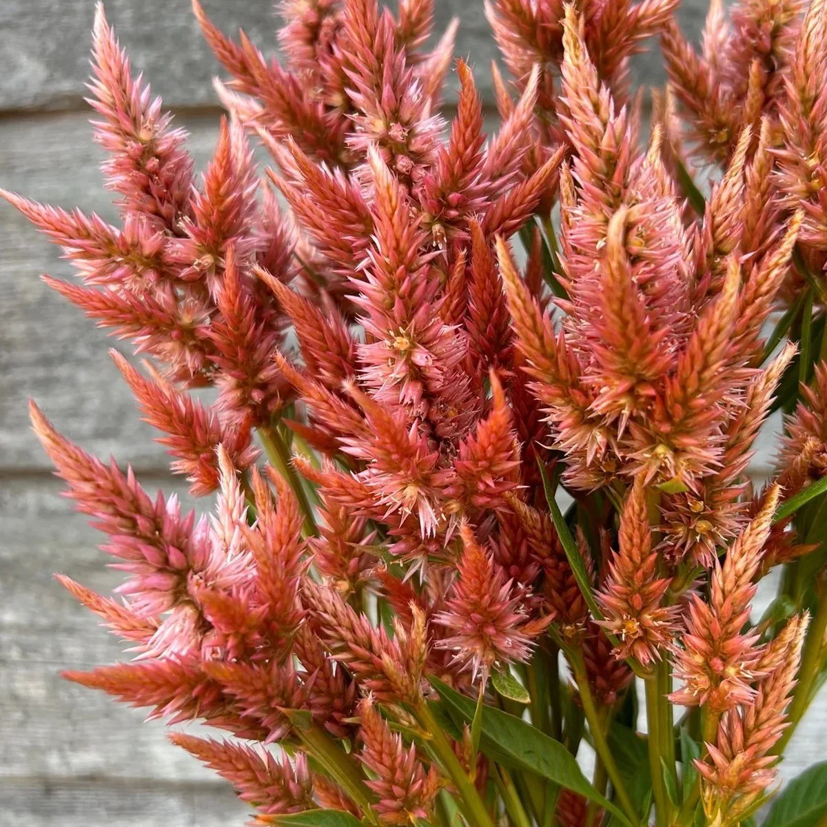 Целозія ‘Celway™ Terracotta’ (Celosia spicata)