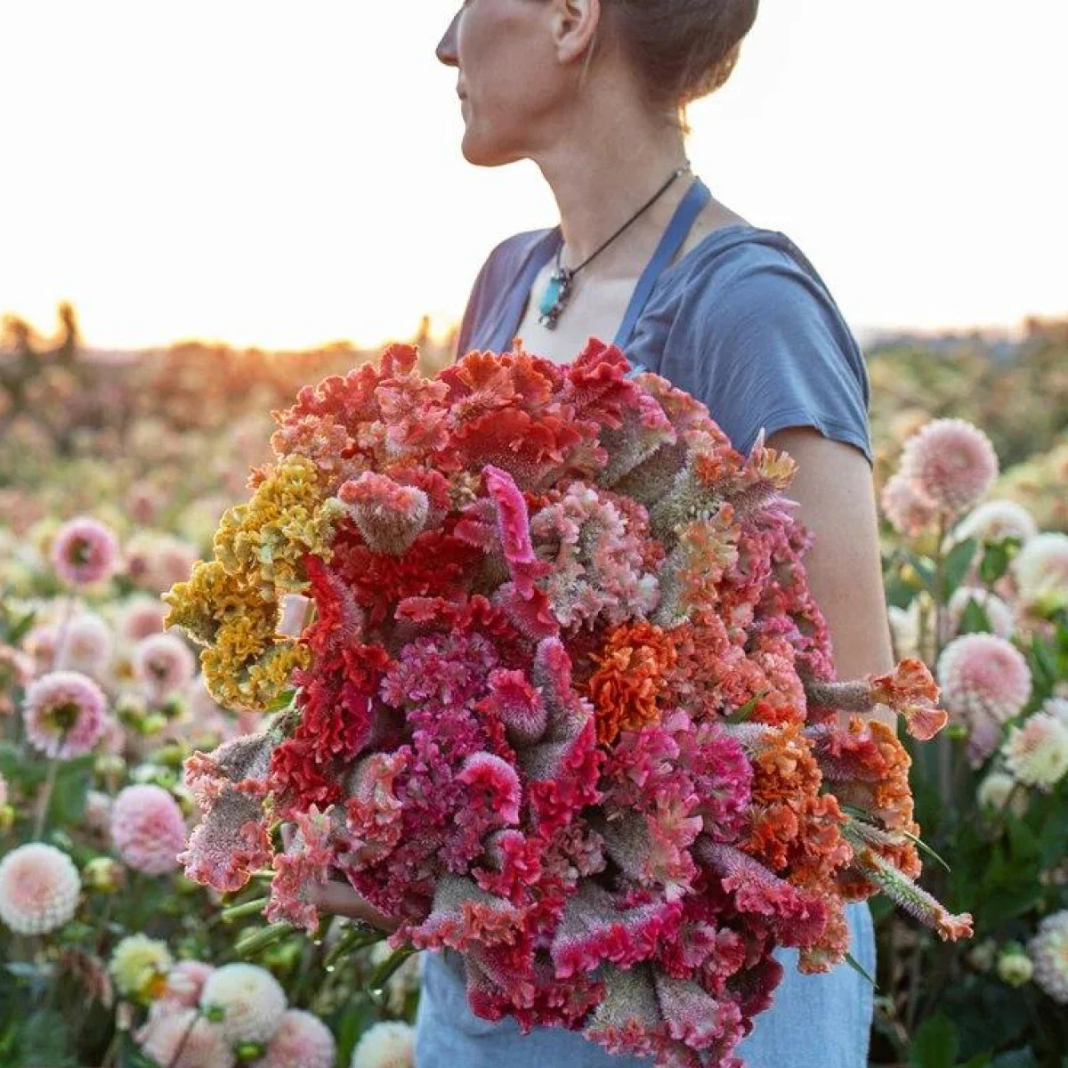 Целозія ‘Coral Reef Mix’ (Celosia argentea cristata)