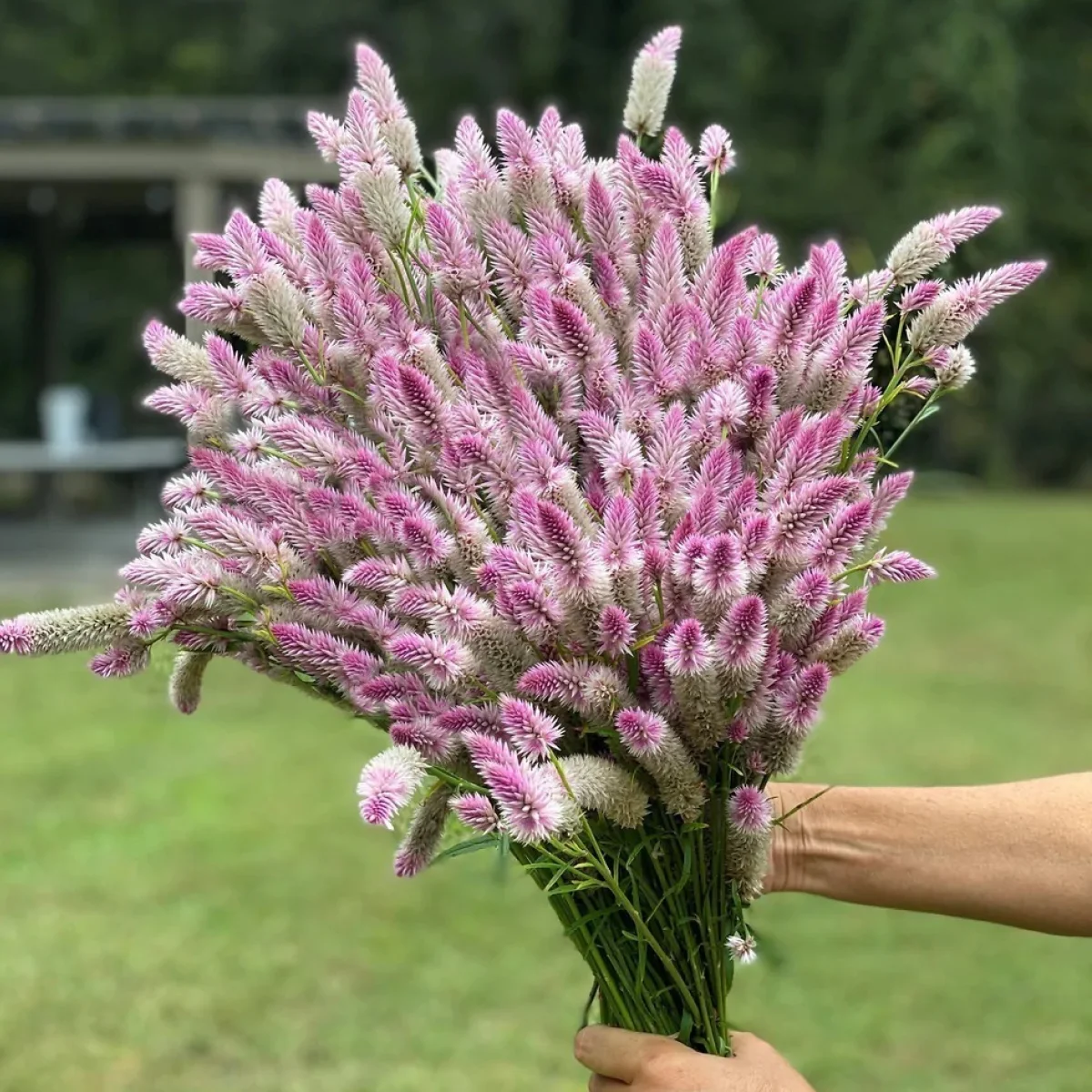 Целозія ‘Flamingo Feather’ (Celosia spicata)