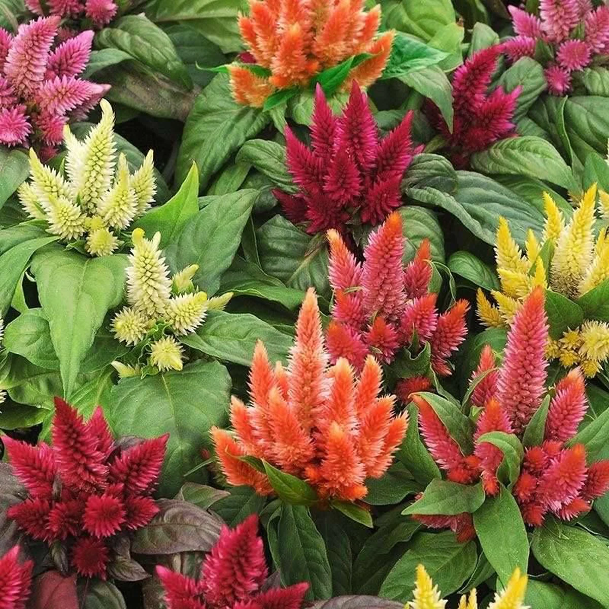 Целозія ‘Kosmo Mix’ (Celosia spicata)