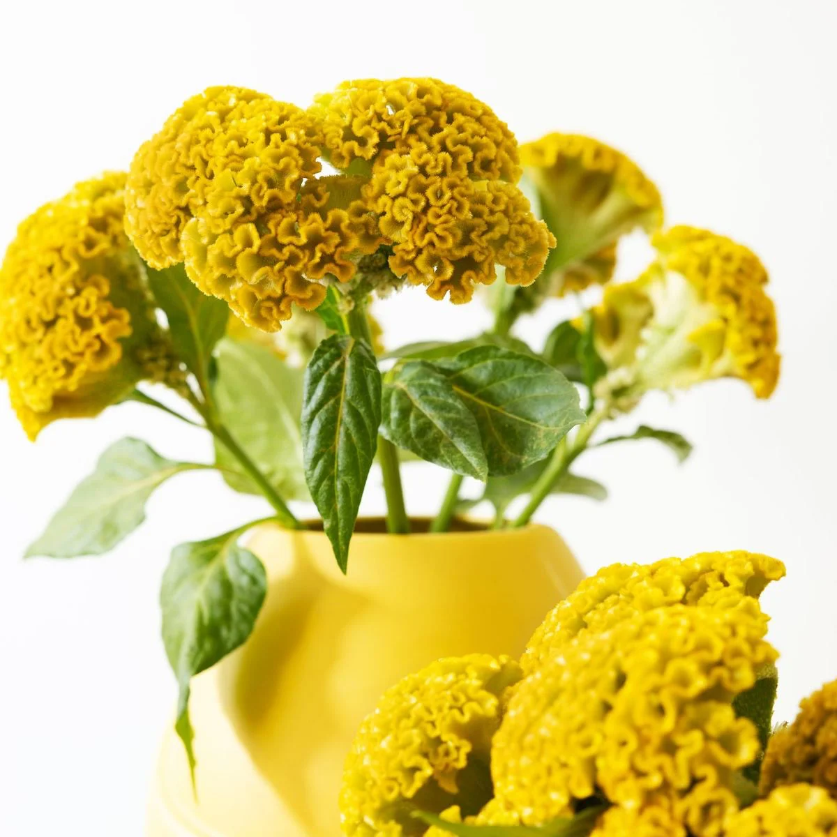 Целозія ‘Neo Gold’ (Celosia cristata)