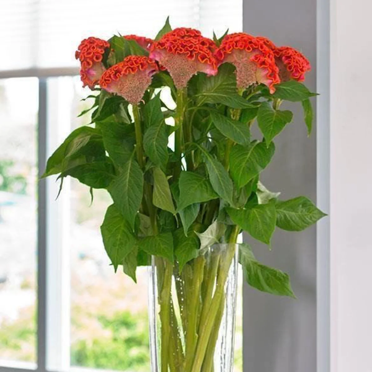 Целозія ‘Neo Orange’ (Celosia cristata)