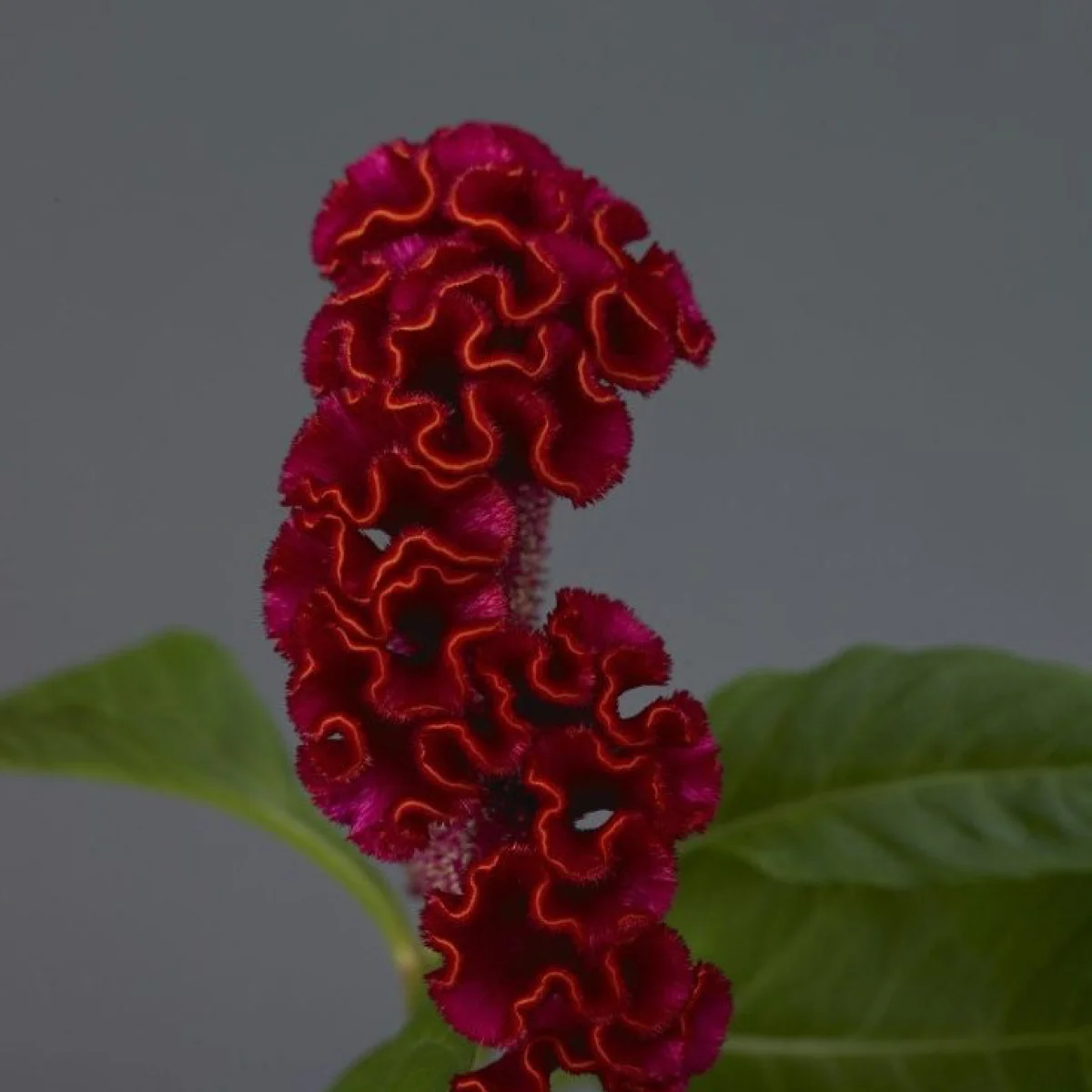 Целозія ‘Neo Red’ (Celosia cristata)