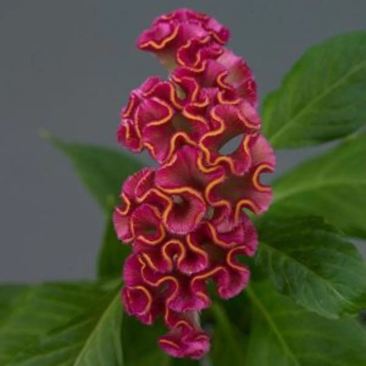 Целозія ‘Neo Rose’ (Celosia cristata)