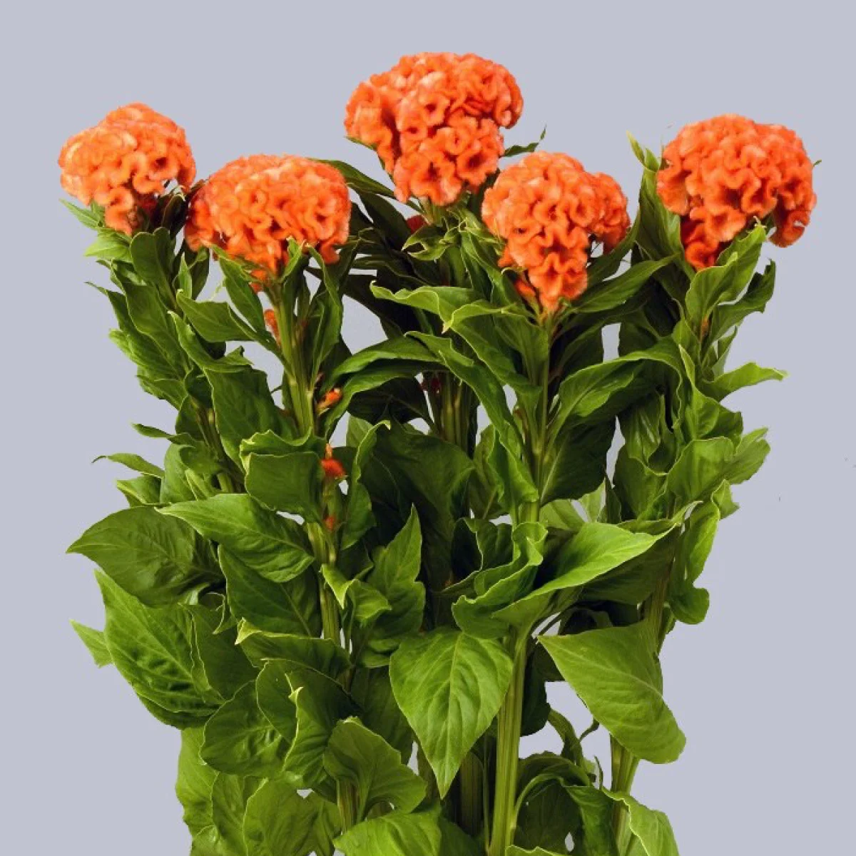 Целозія ‘Orange Queen Improved’ (Celosia cristata)