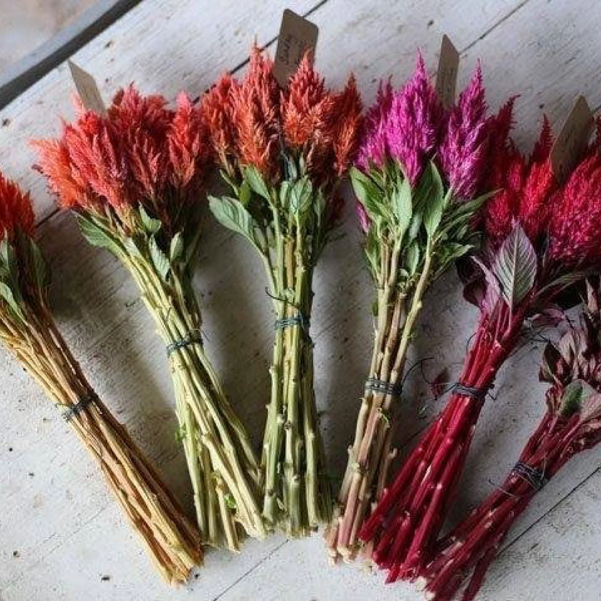 Целозія ‘Pampas Plume Red Mix’ (Celosia plumosa)
