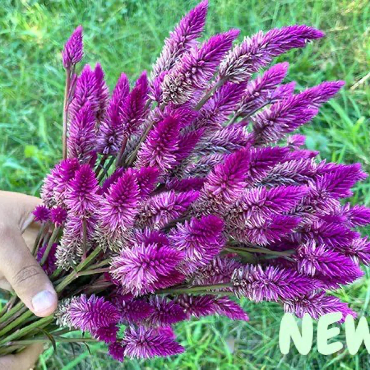 Целозія ‘Ruby Parfait’ (Celosia spicata)
