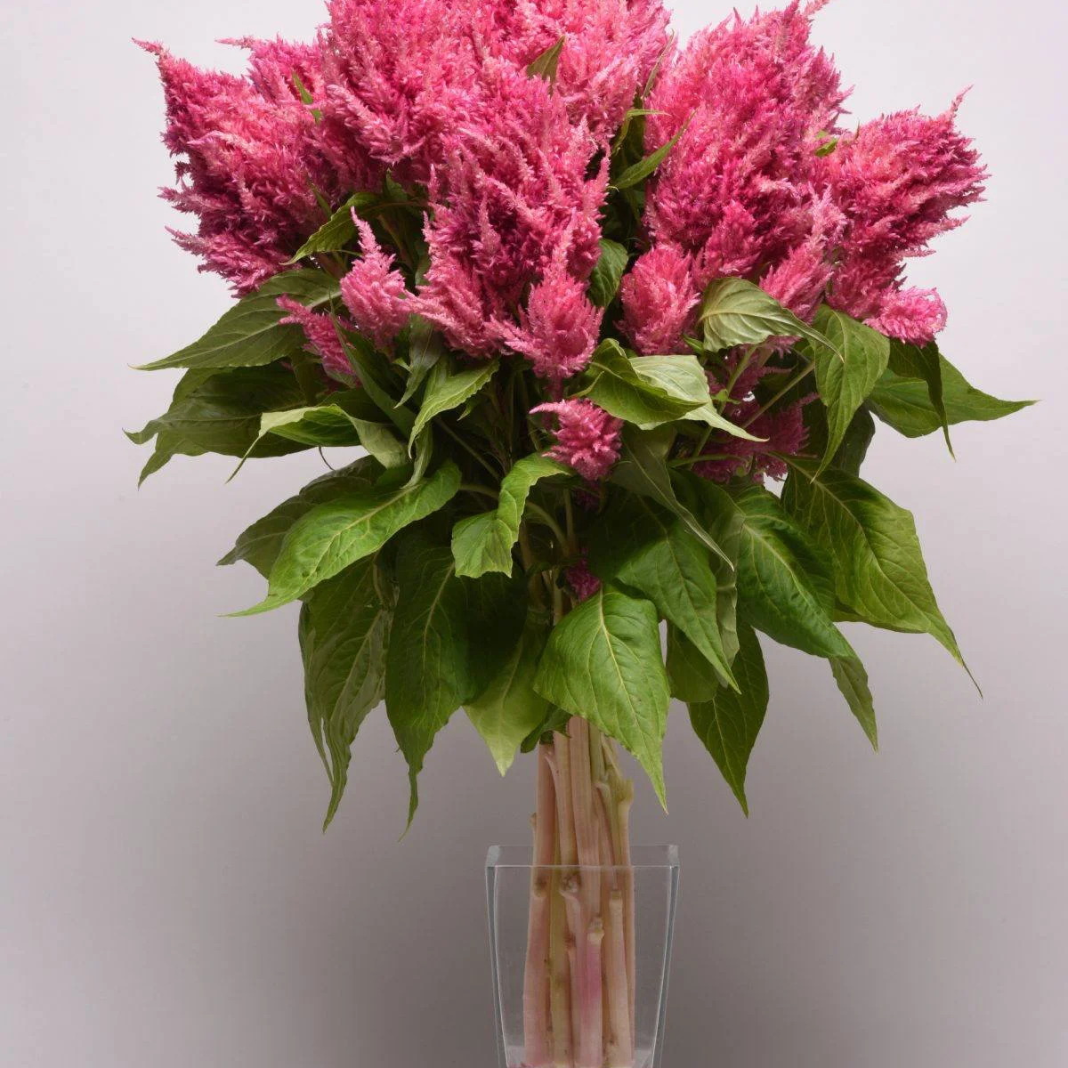 Целозія ‘Sunday Dark Pink’ (Celosia plumosa)