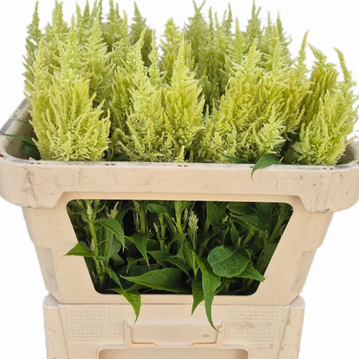 Целозія ‘Sunday Green’ (Celosia plumosa)
