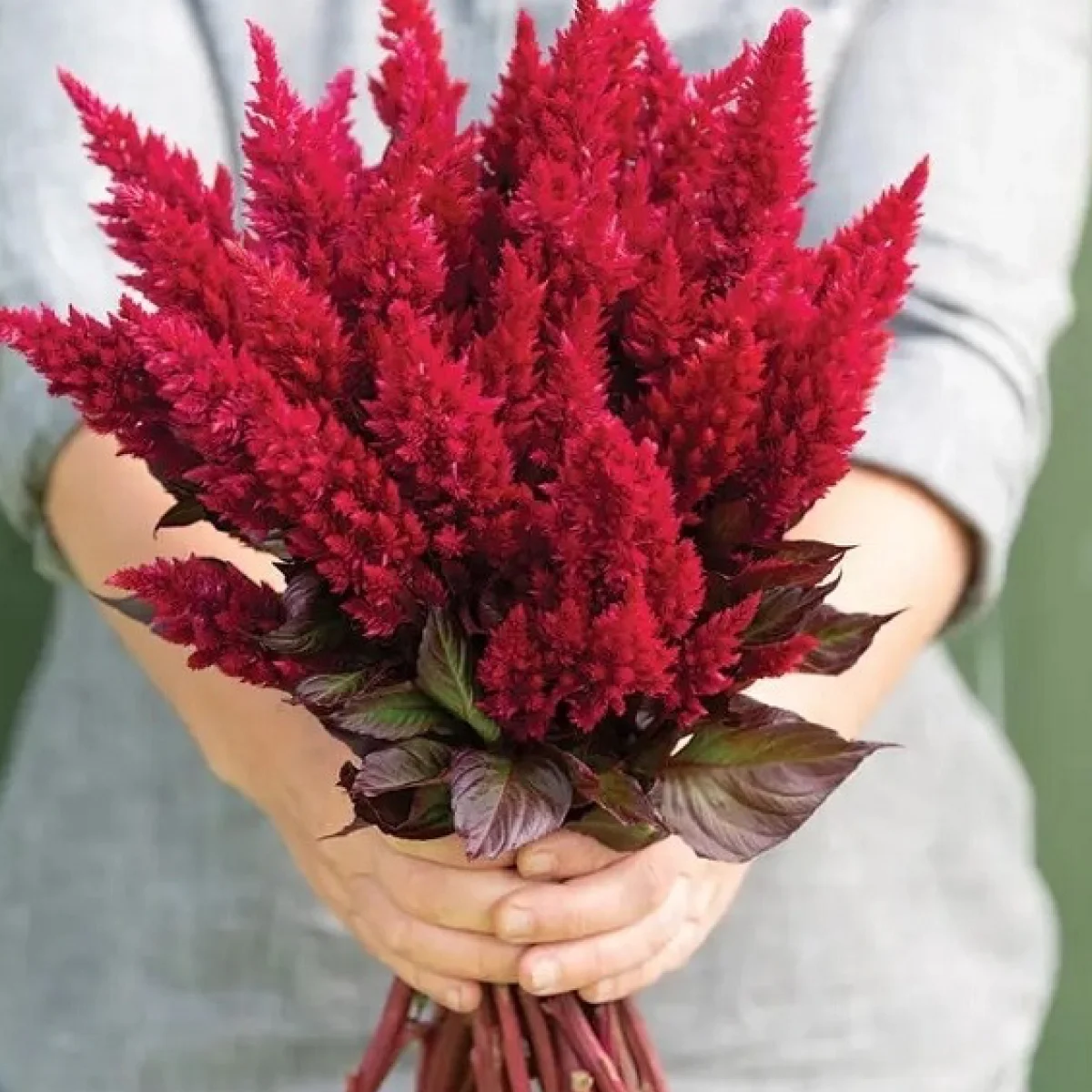 Целозія ‘Sunday Red’ (Celosia plumosa)