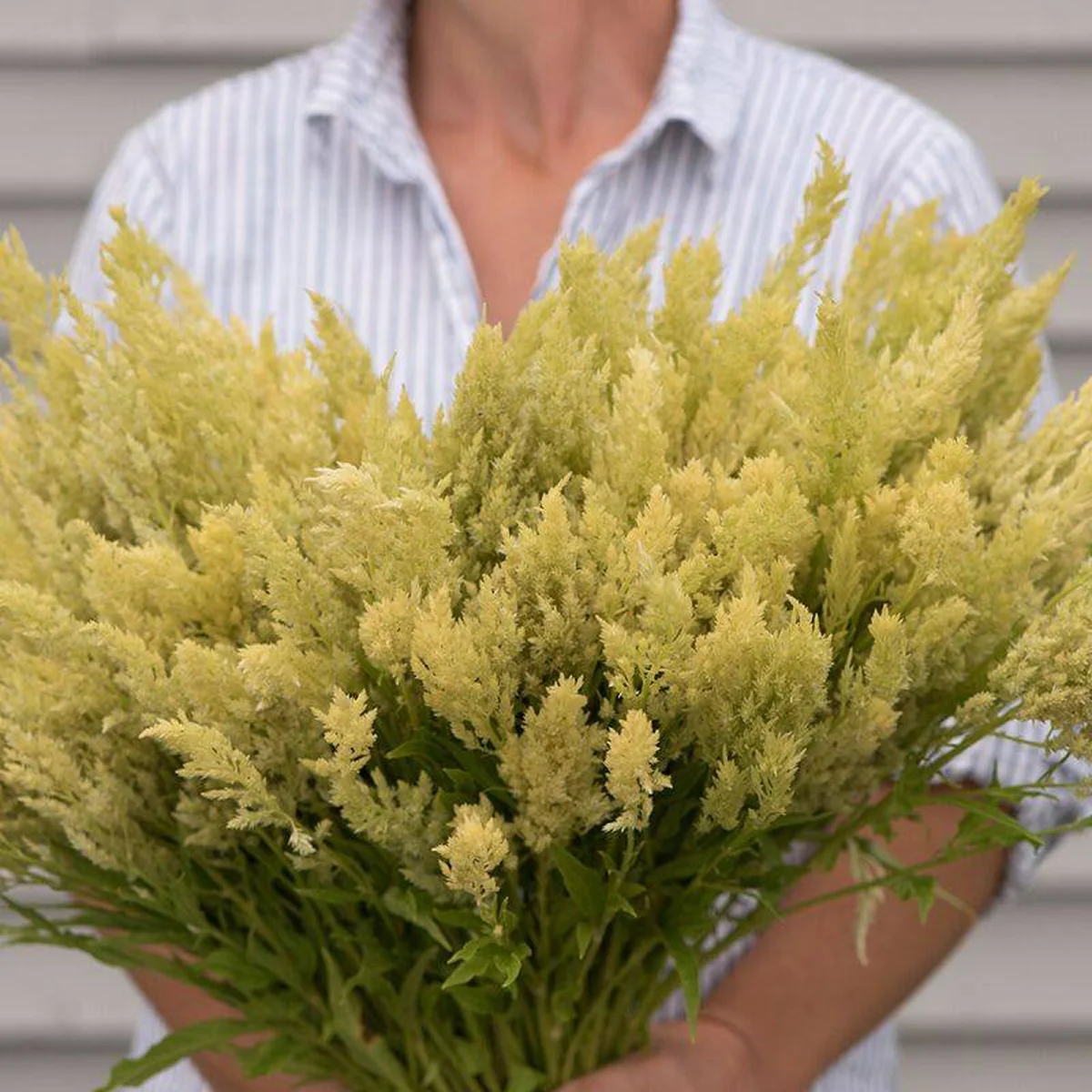 Целозія ‘Sylphid’ (Celosia argentea)