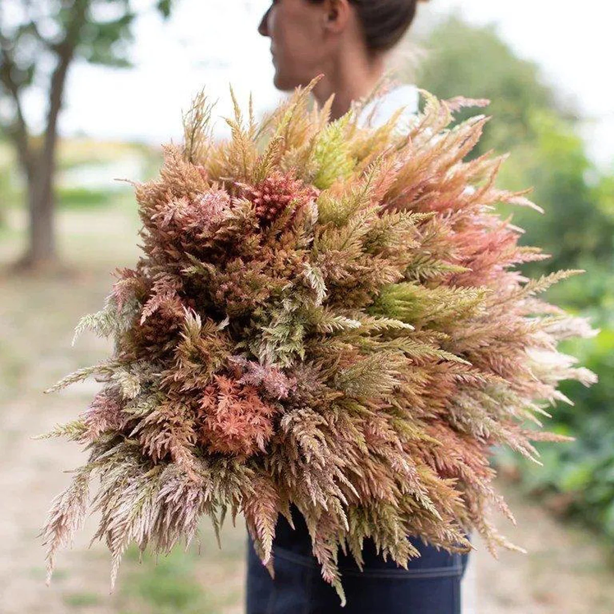 Целозія ‘Texas Plume Vintage Rose Mix’ (Celosia plumosa)